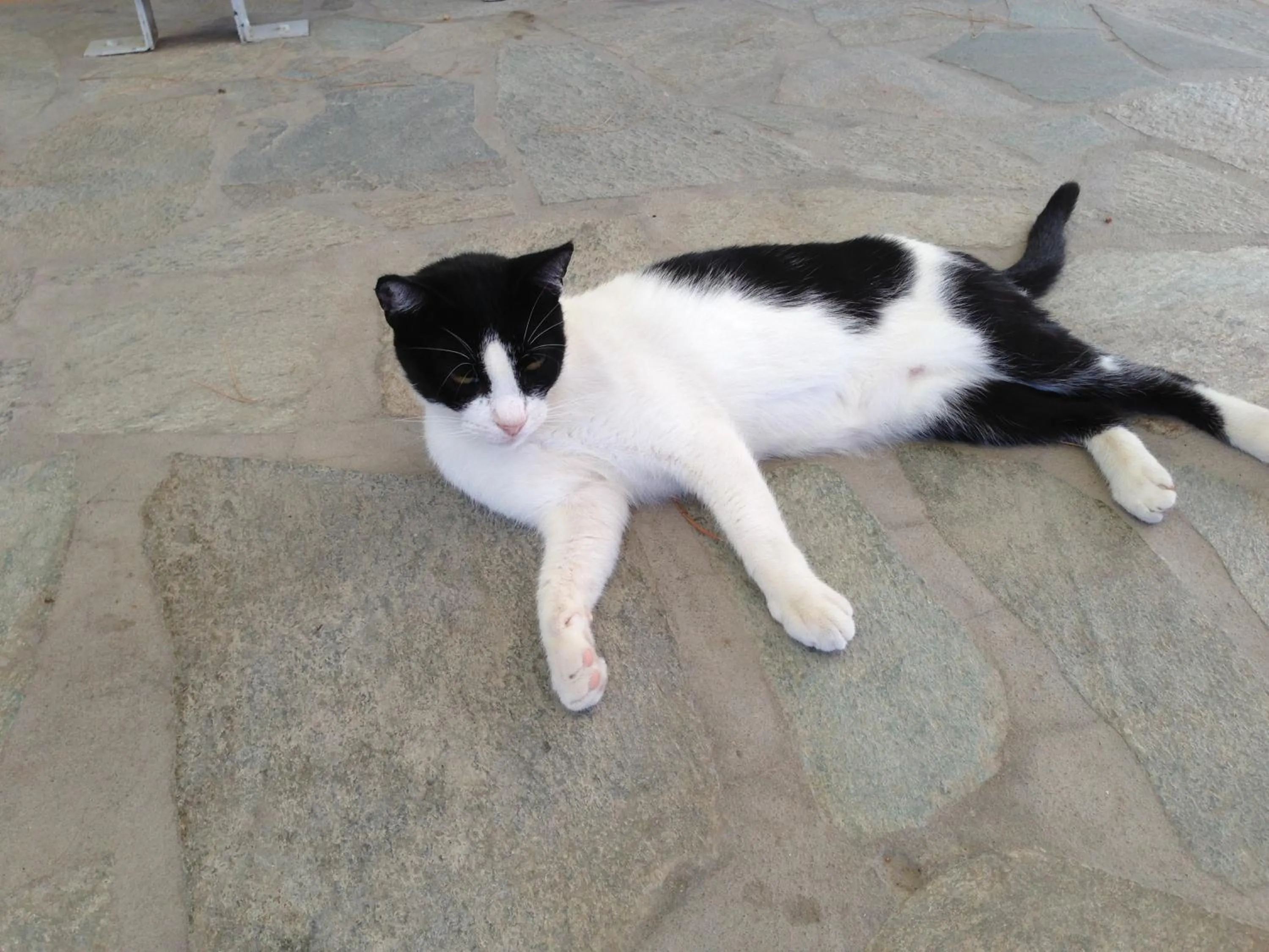 Pets in KrotiriBay adults