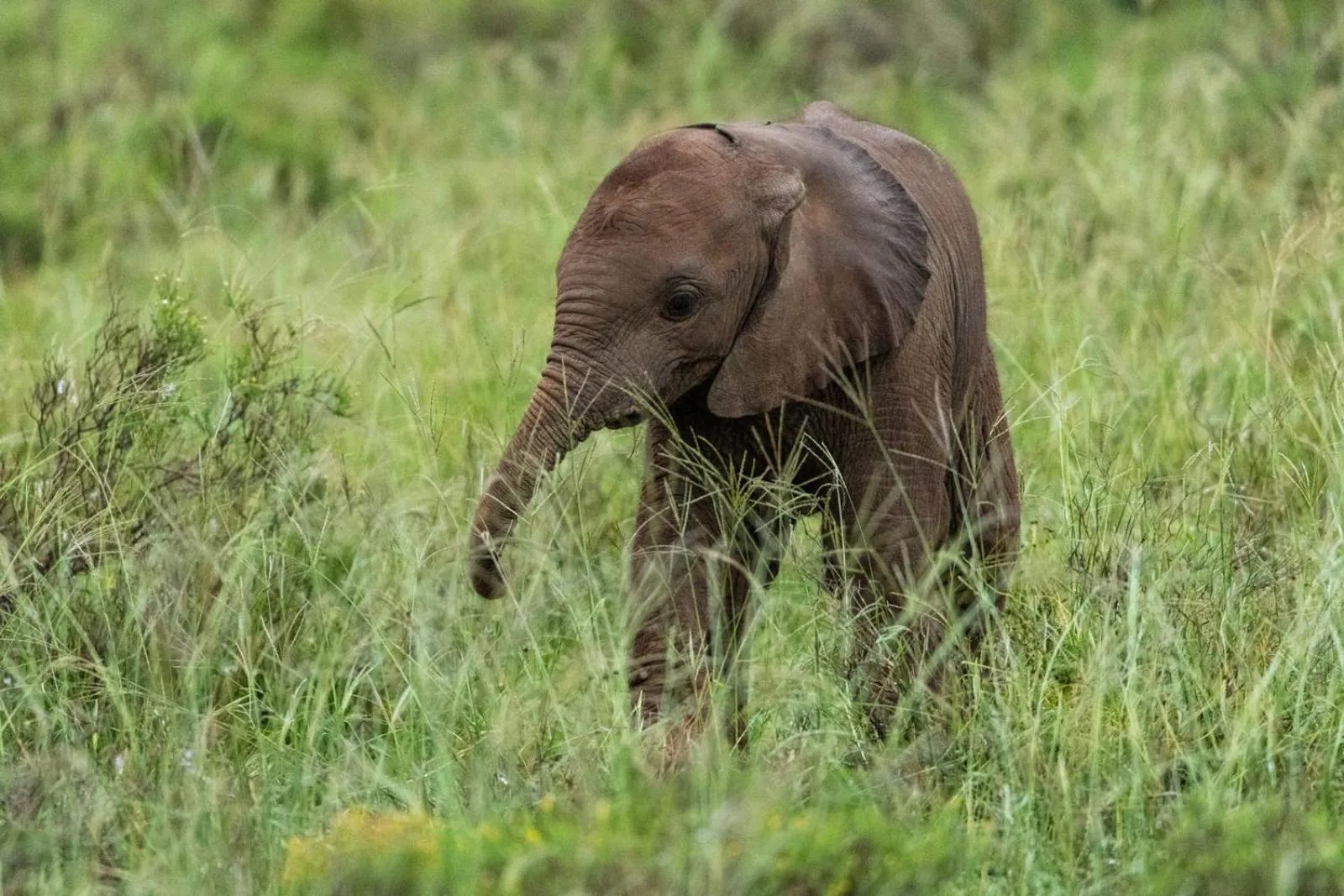 Animals in Founders Lodge by Mantis