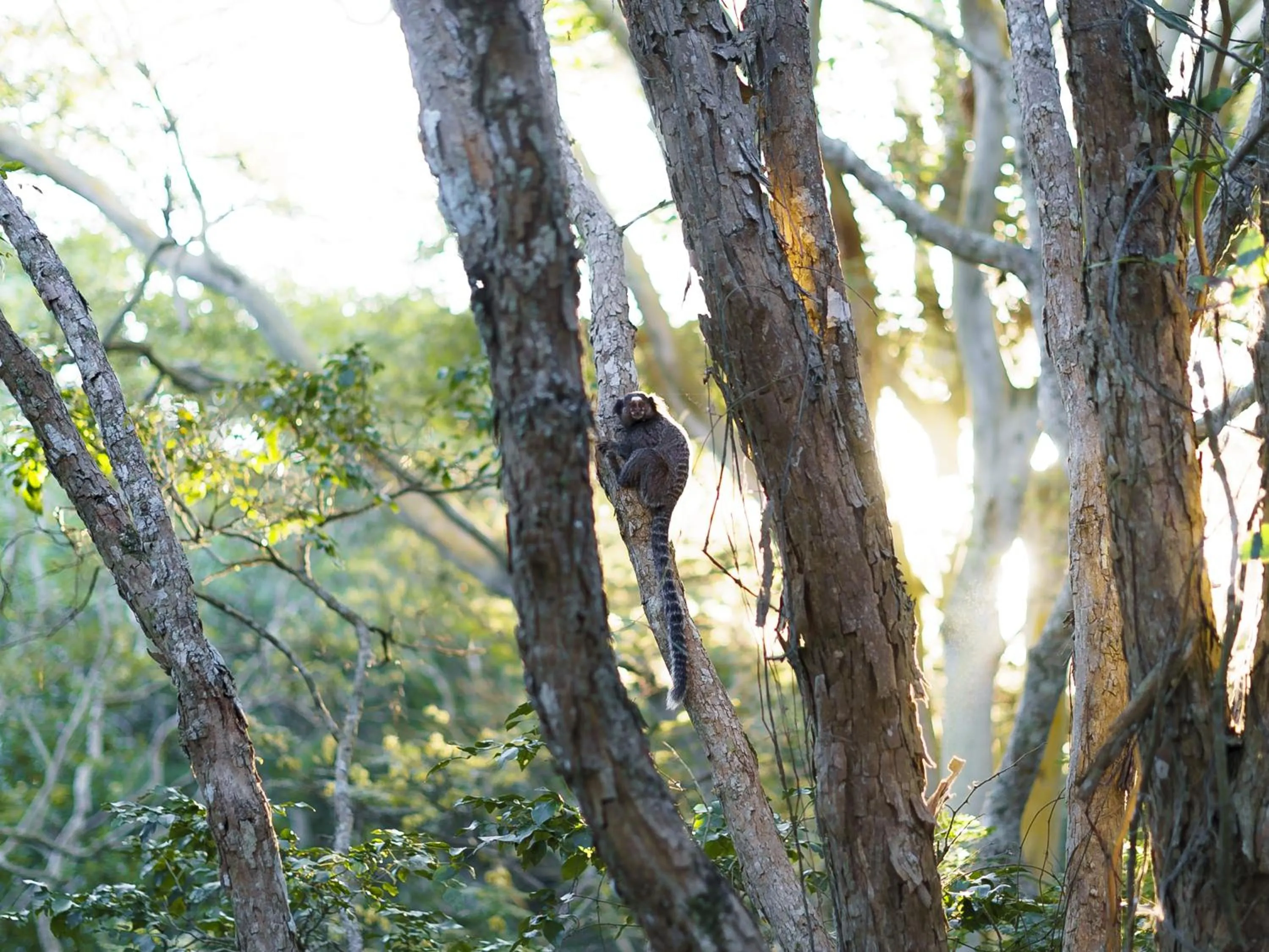 Animals in Buzios Espiritualidade Hotel
