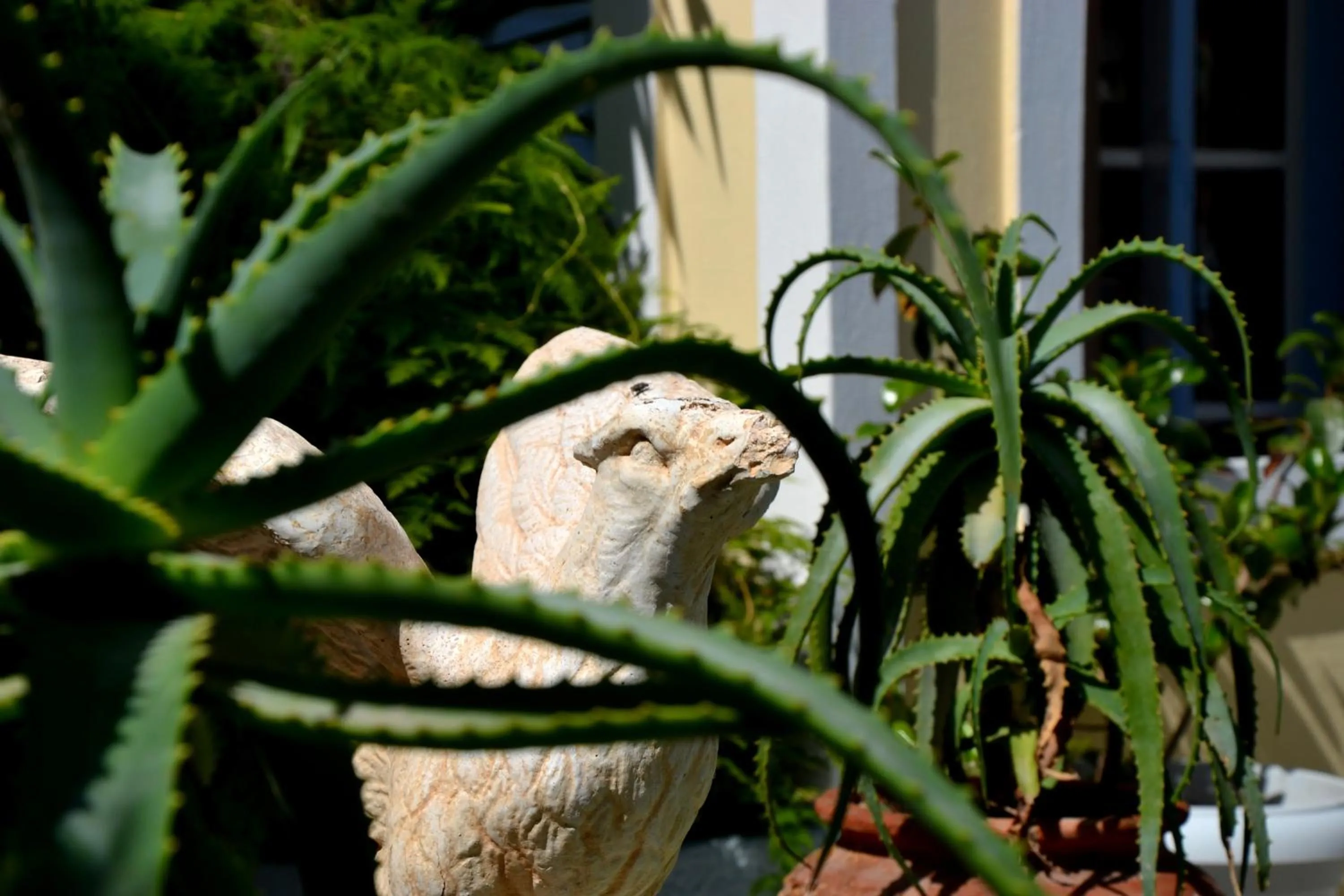 Garden in Zephyros Hotel
