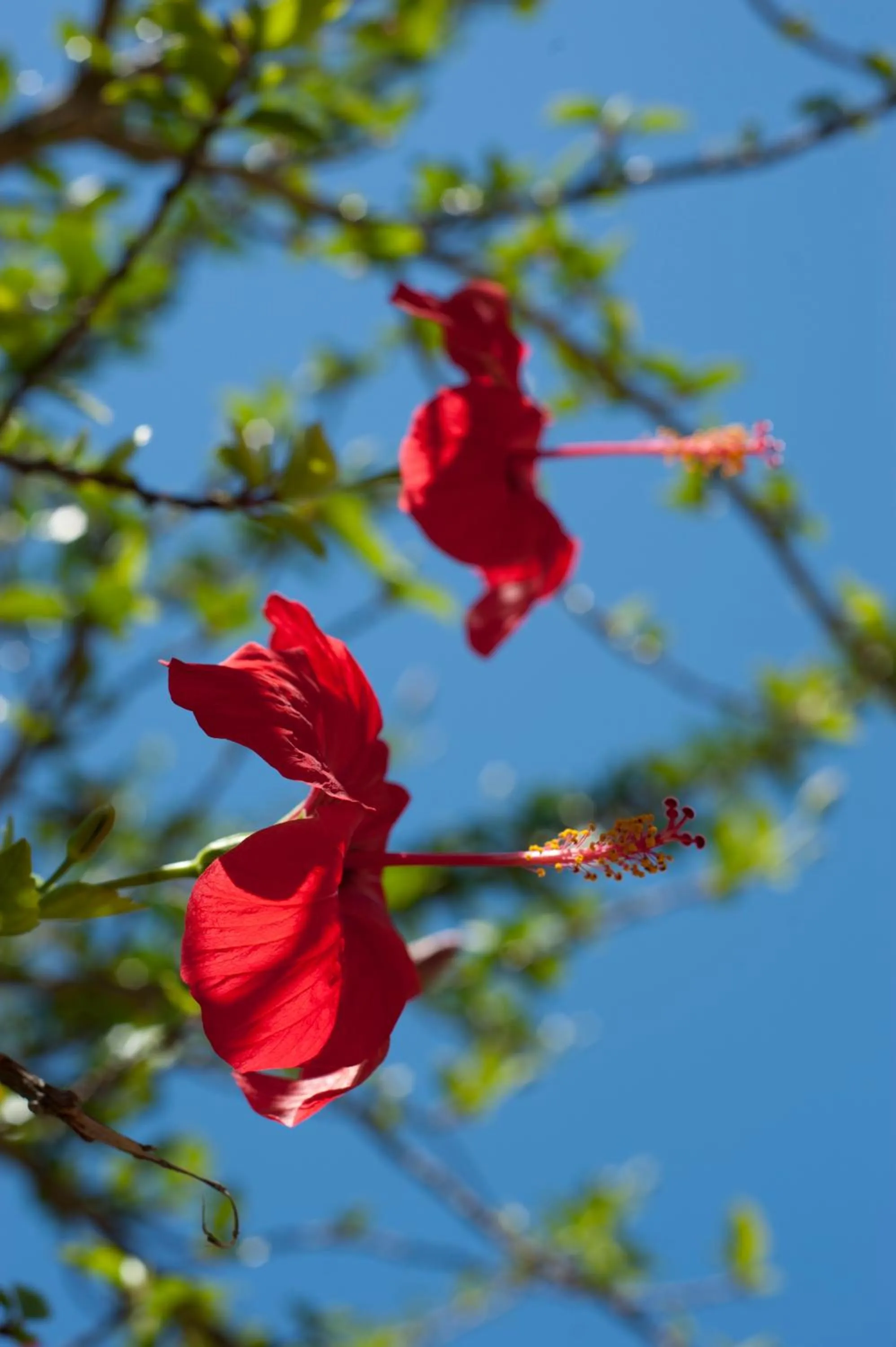 Other in Villa Alexander