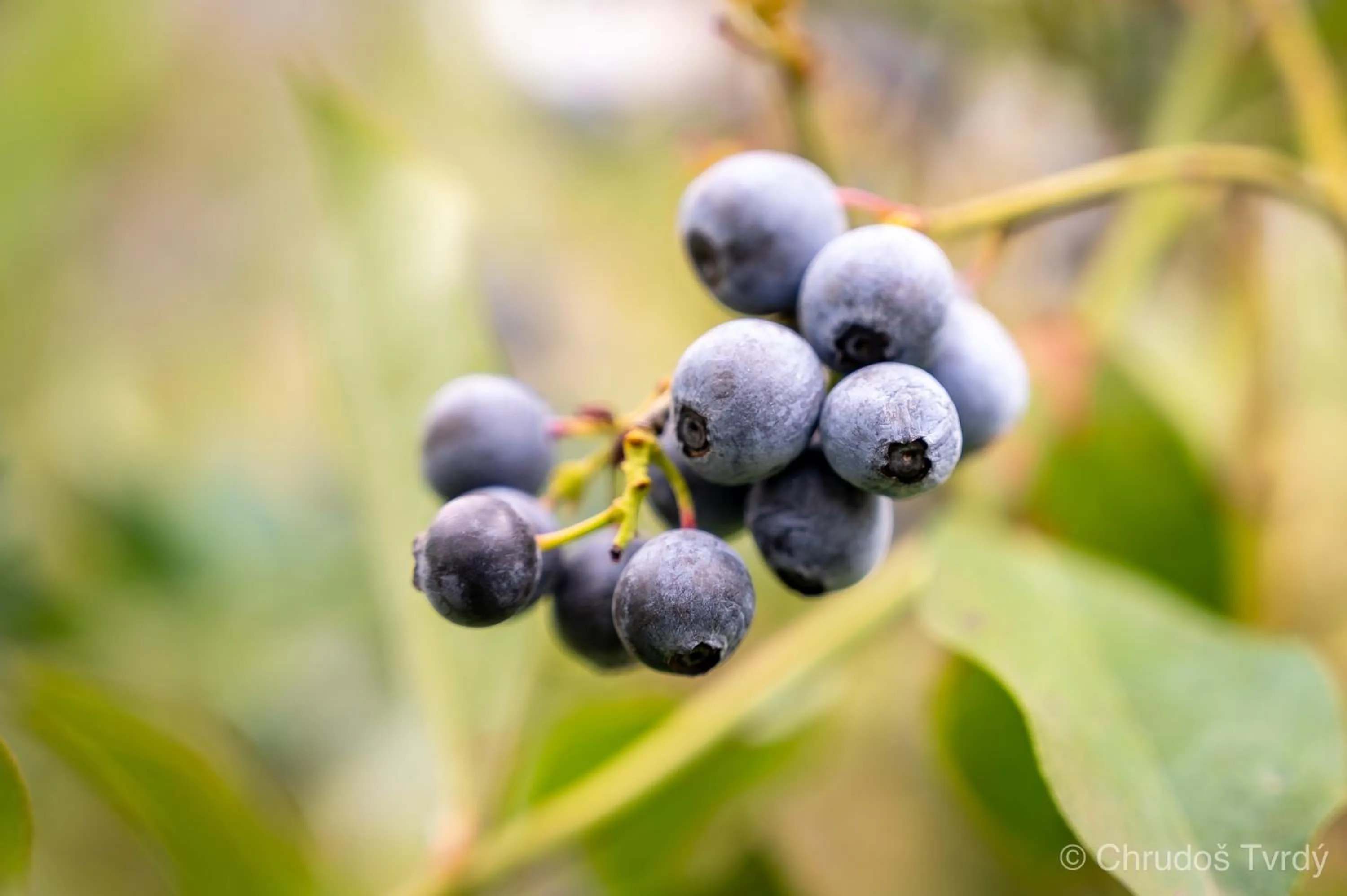 Activities in Blueberry Hills On Comleroy Farmstay - Self-Contained Cottages