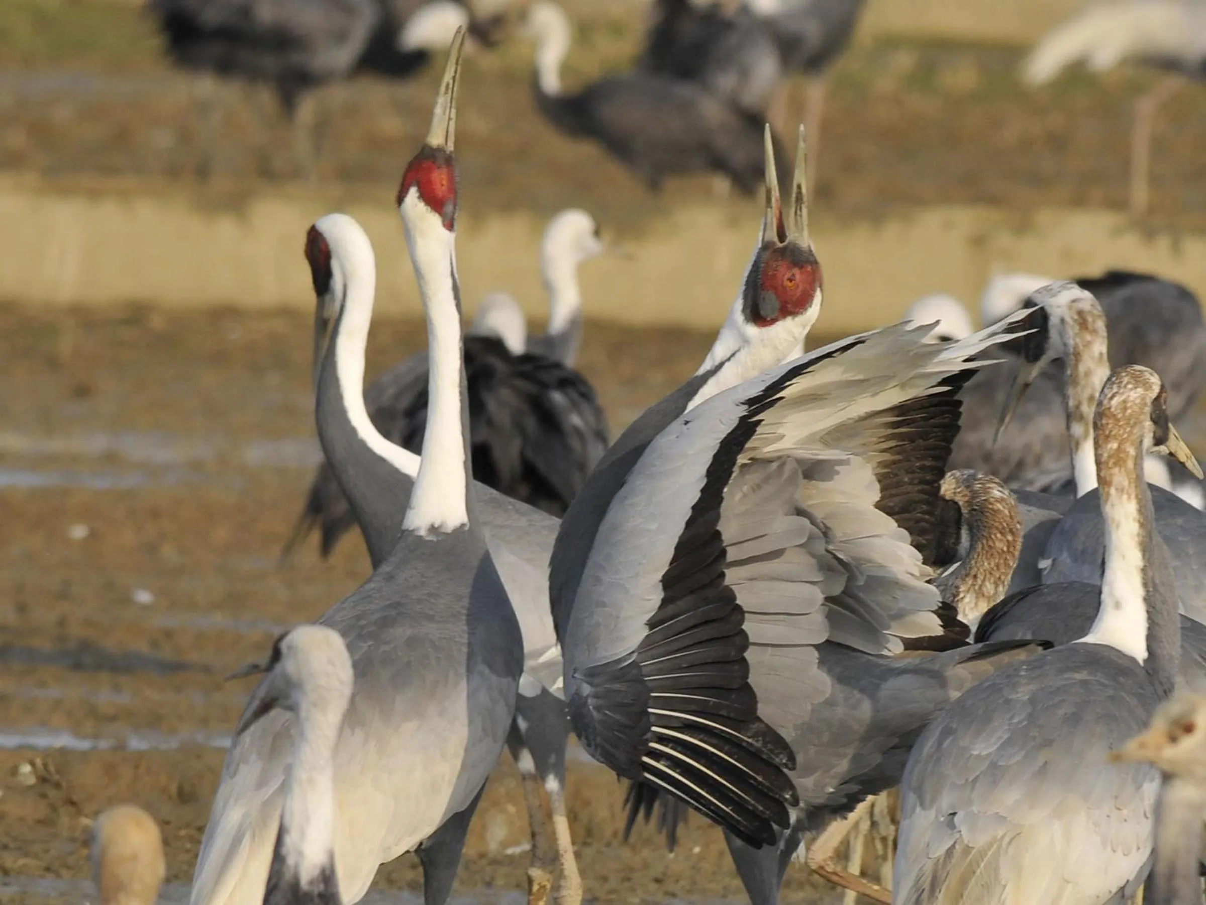 Other in Hotel Wing International Izumi