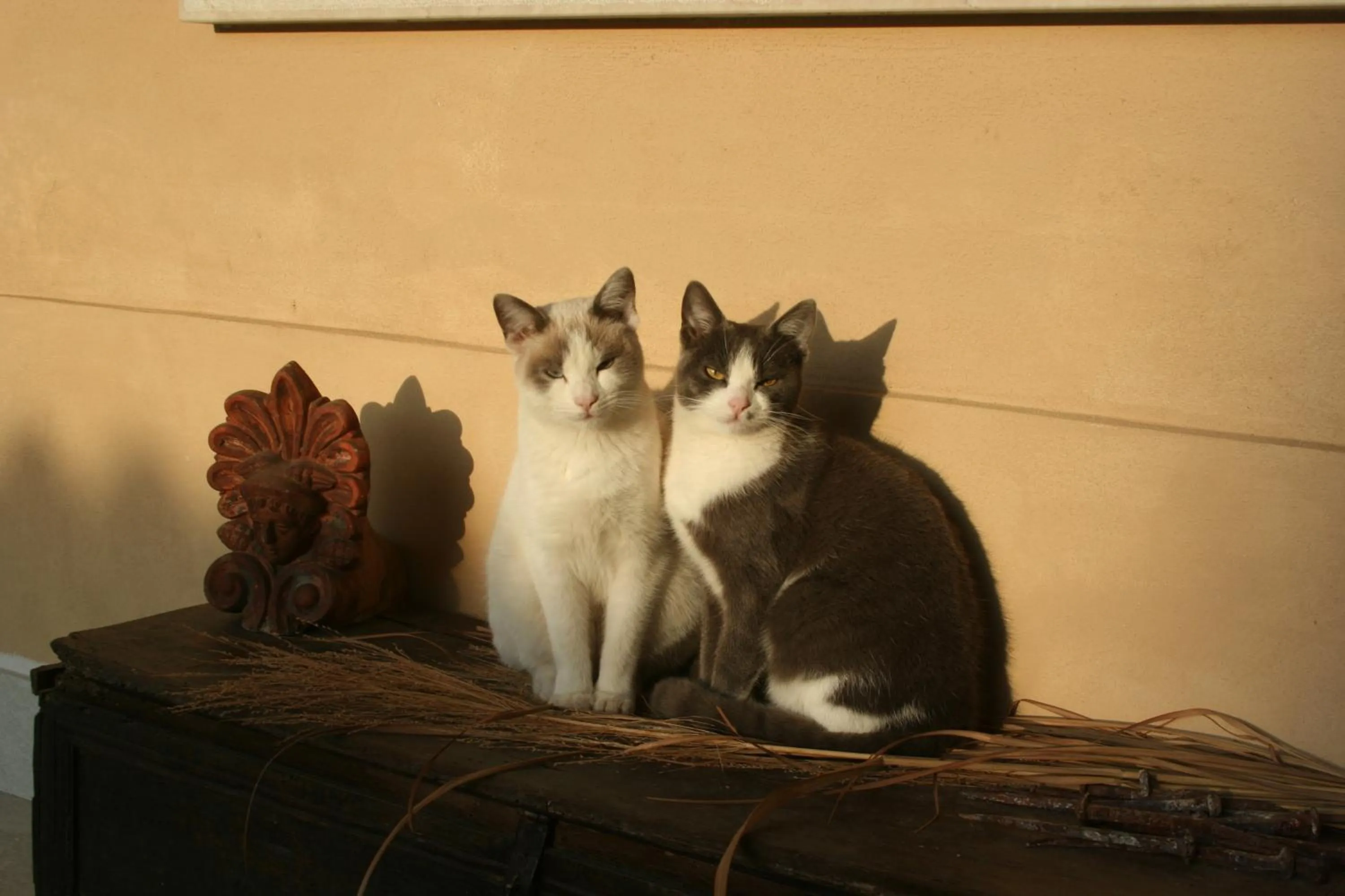 Pets in La Casa nel Borgo