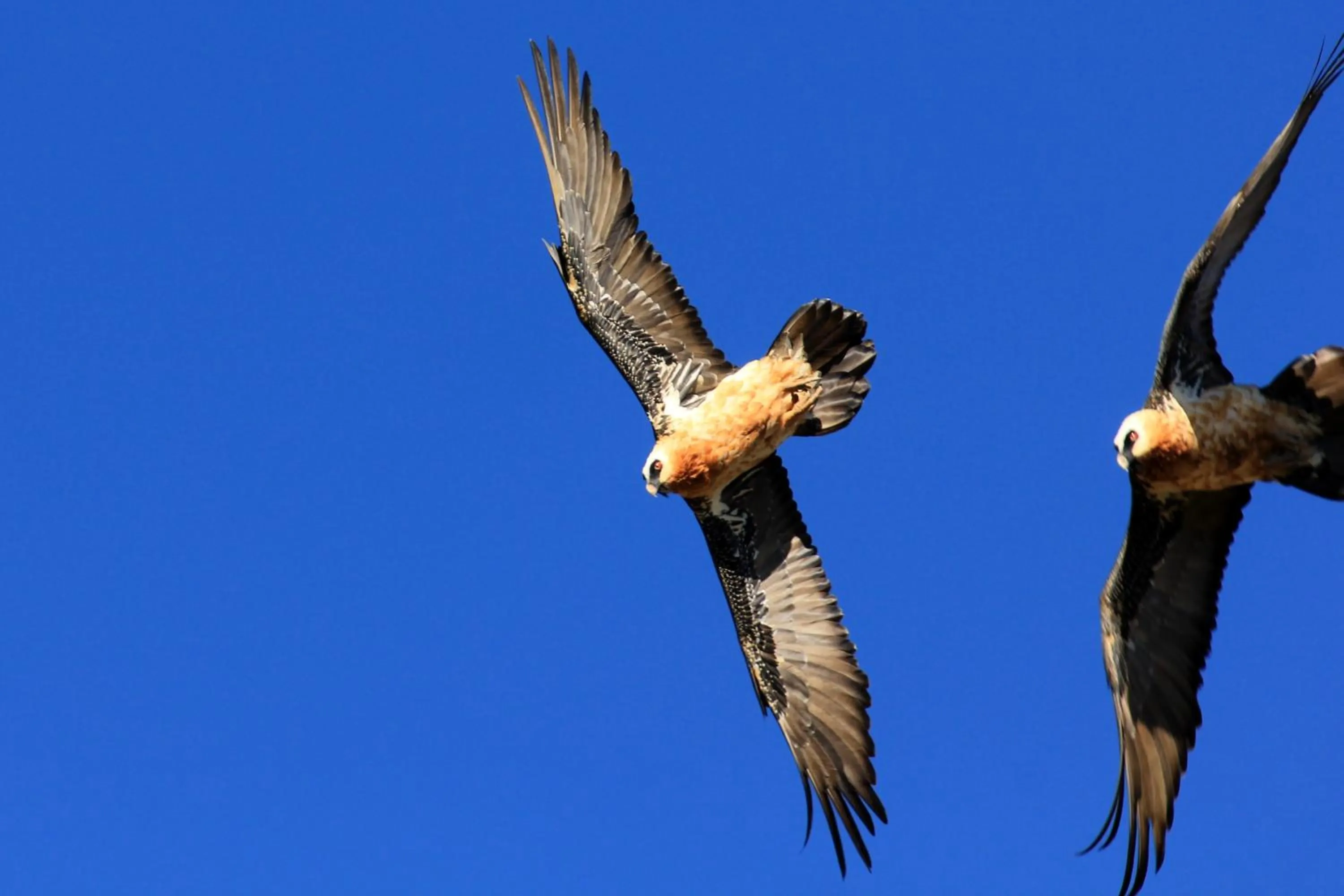 Animals in Witsieshoek Mountain Lodge