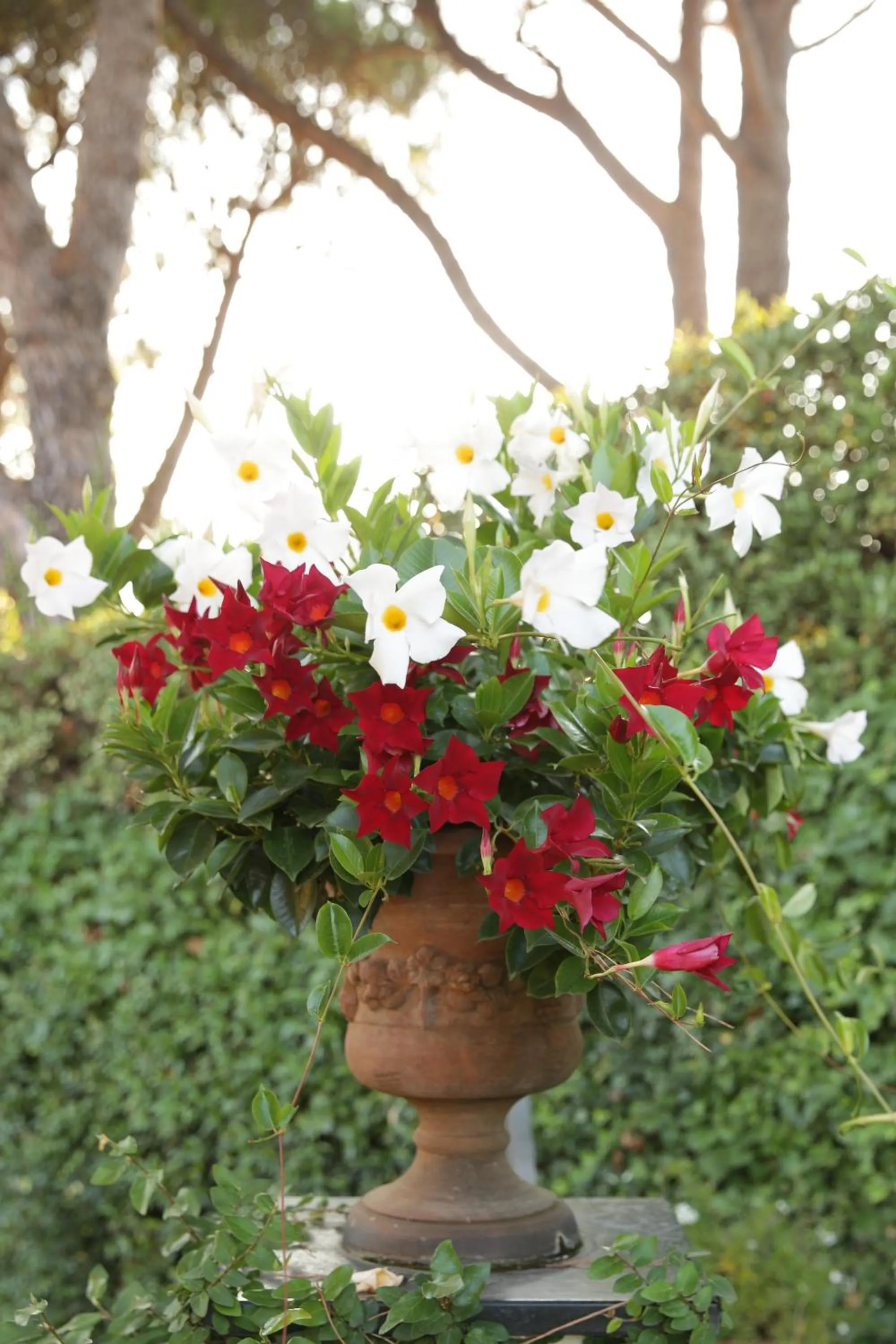 Garden view in Villa Agnese