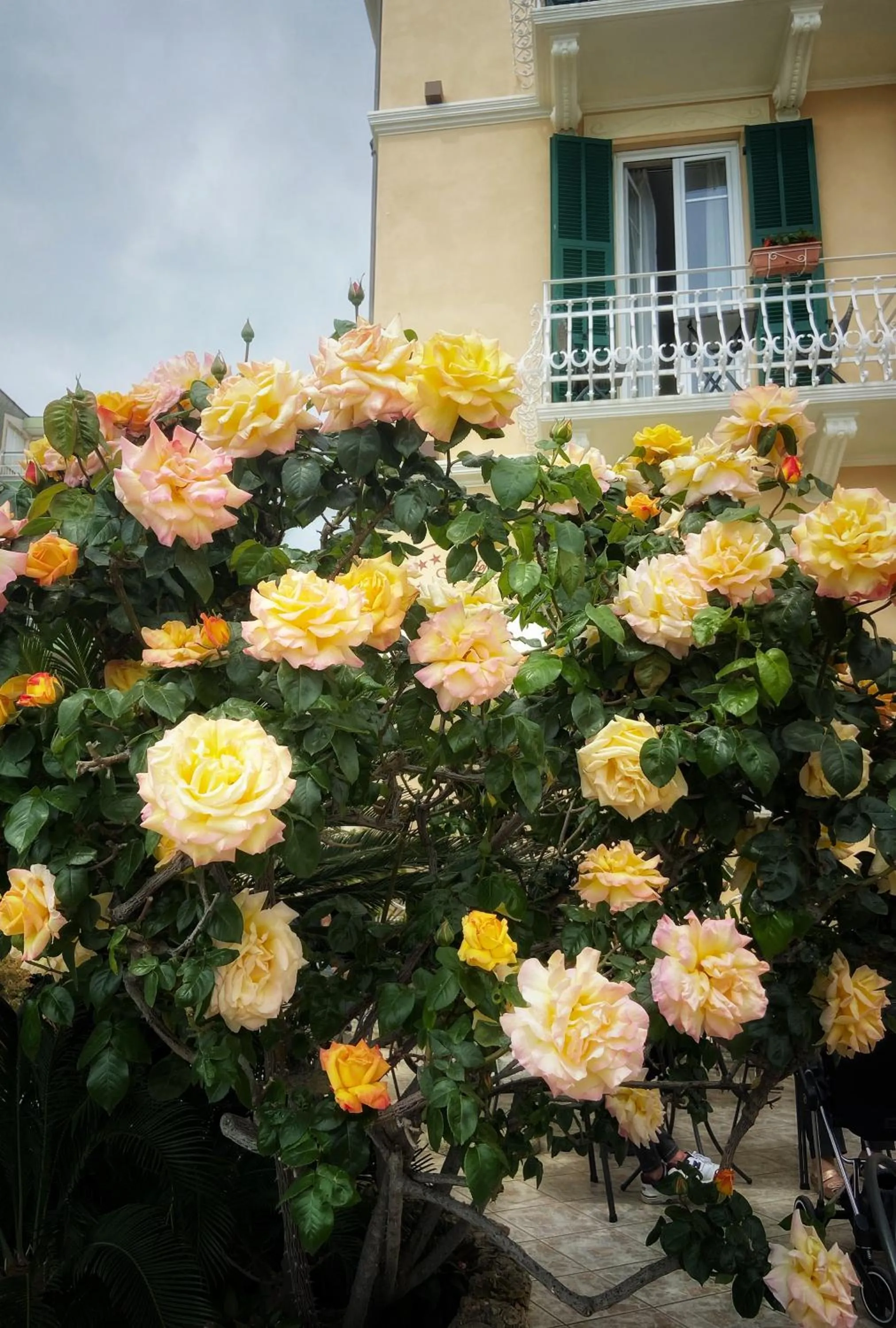 Garden in Hotel Villa Igea
