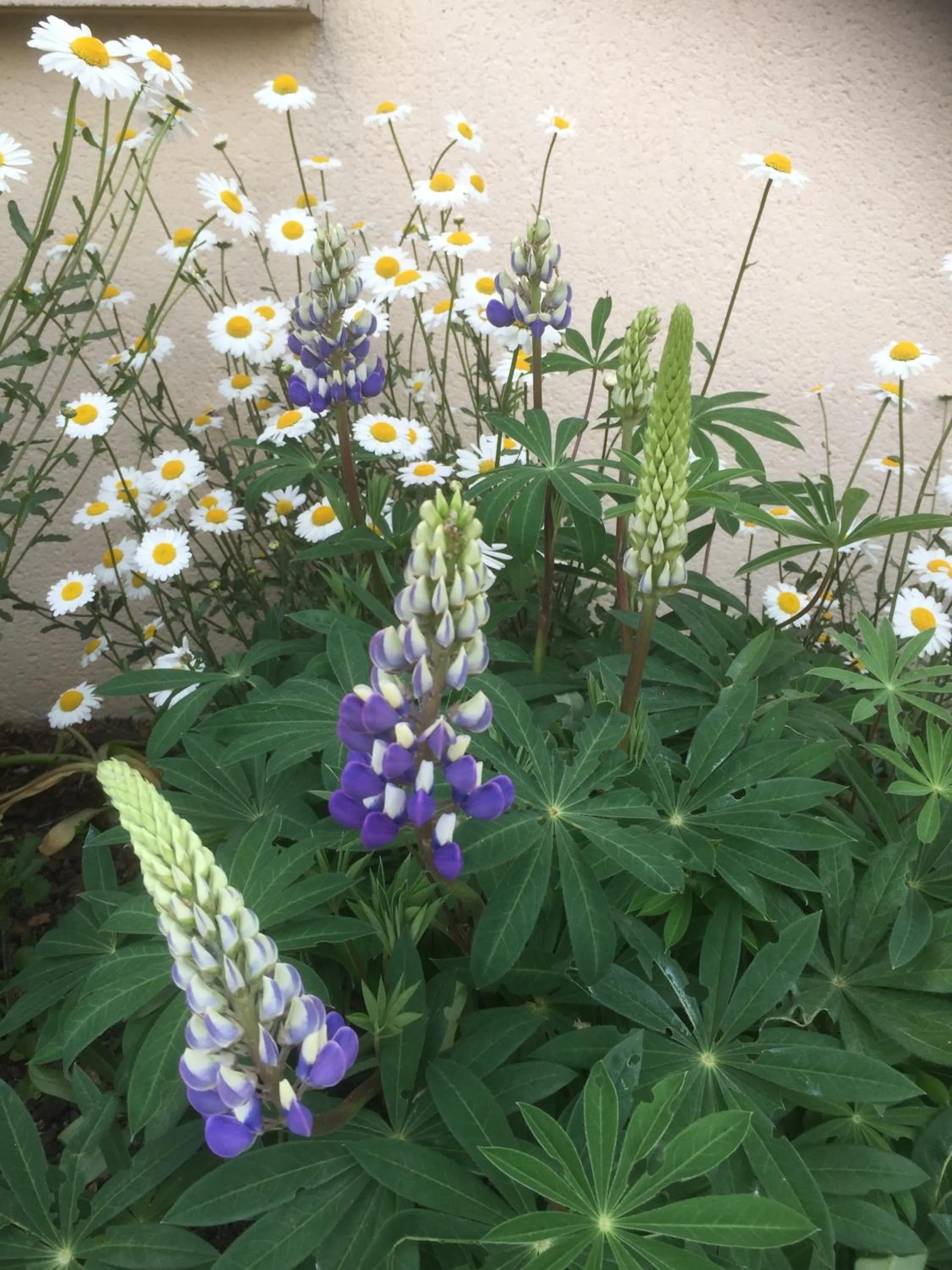 Spring in Hôtel Le Mas del Pechs - Chambres avec terrasse