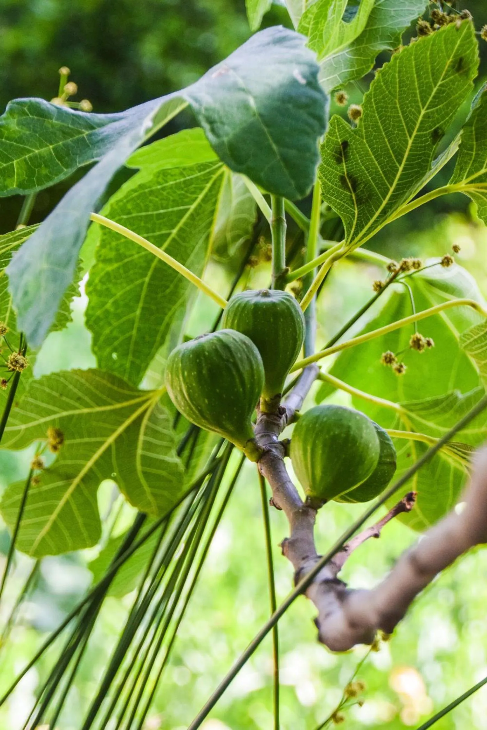 Garden in Casas Rurales Los Algarrobales