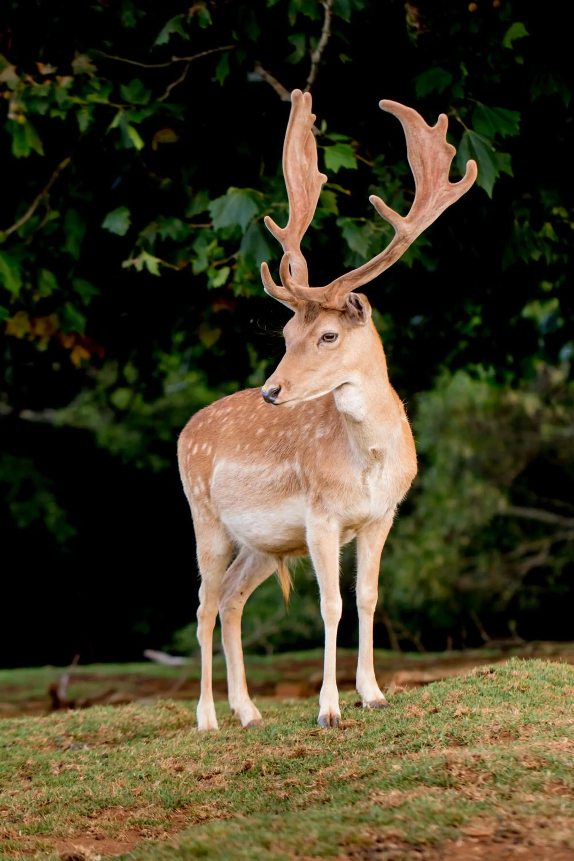 Animals in Lookout Mountain Retreat