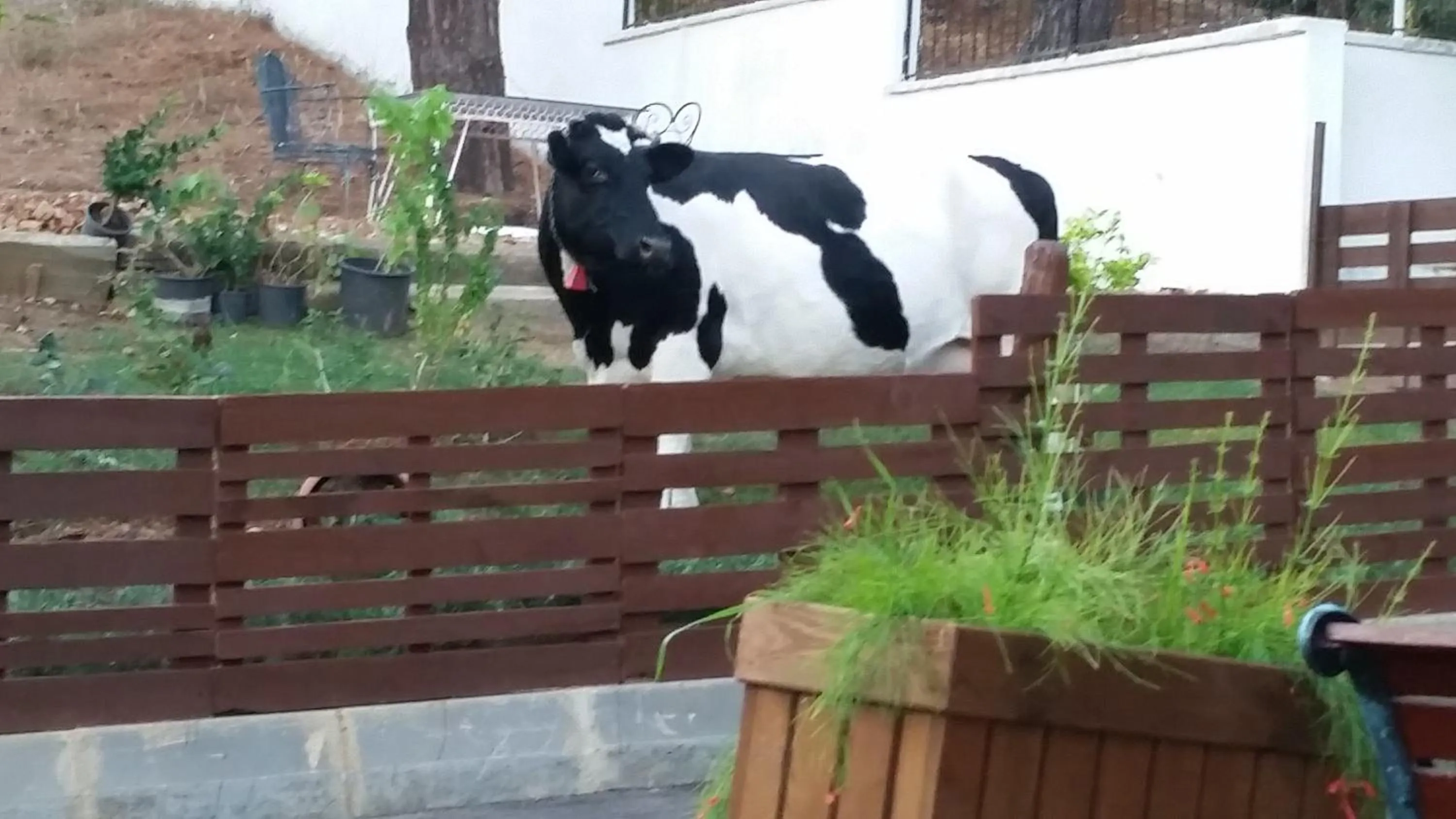 Pets in Aşıklar Otel By Şükrü