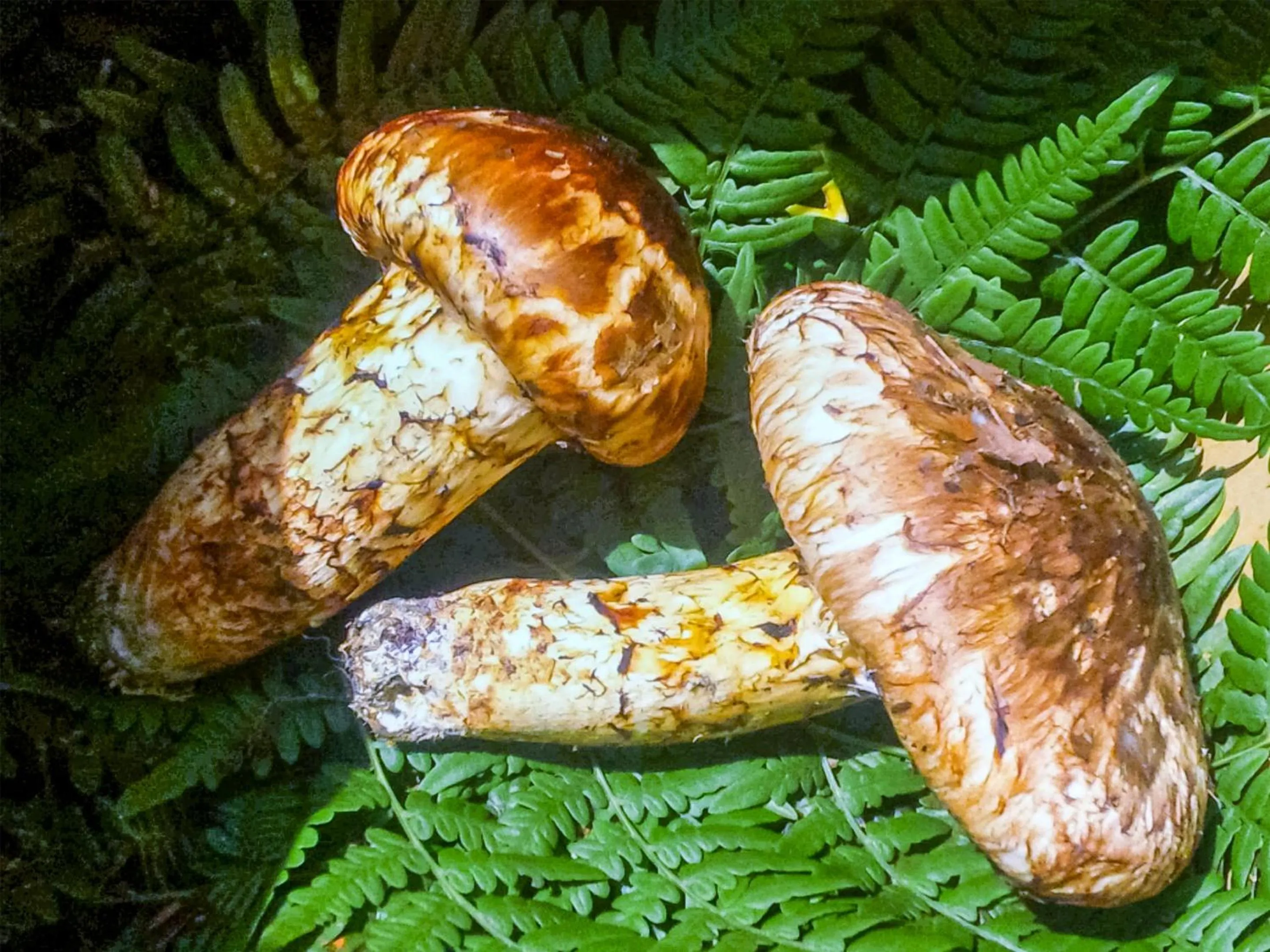 Food close-up in Hotel Nosegawa