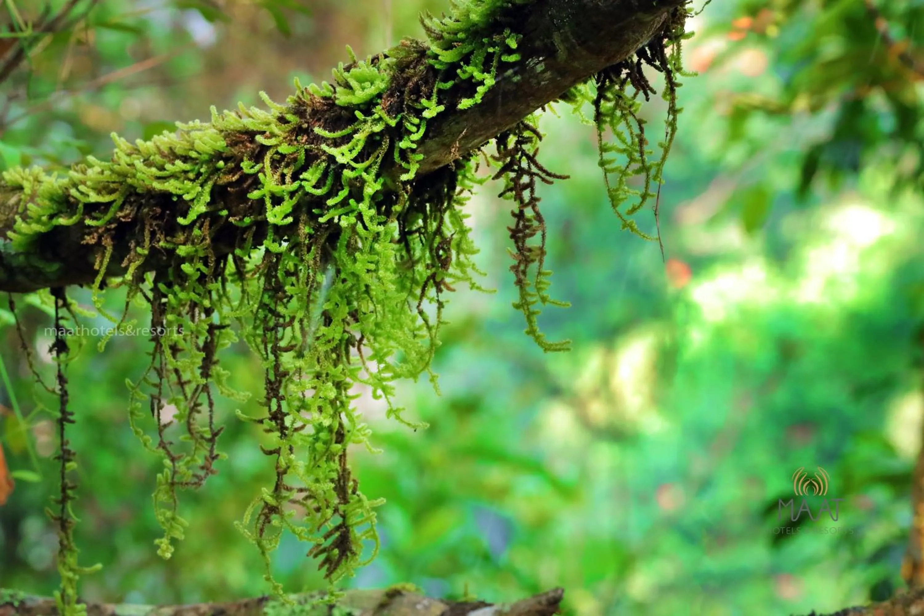 Natural landscape in Dew Drops Farm Resorts