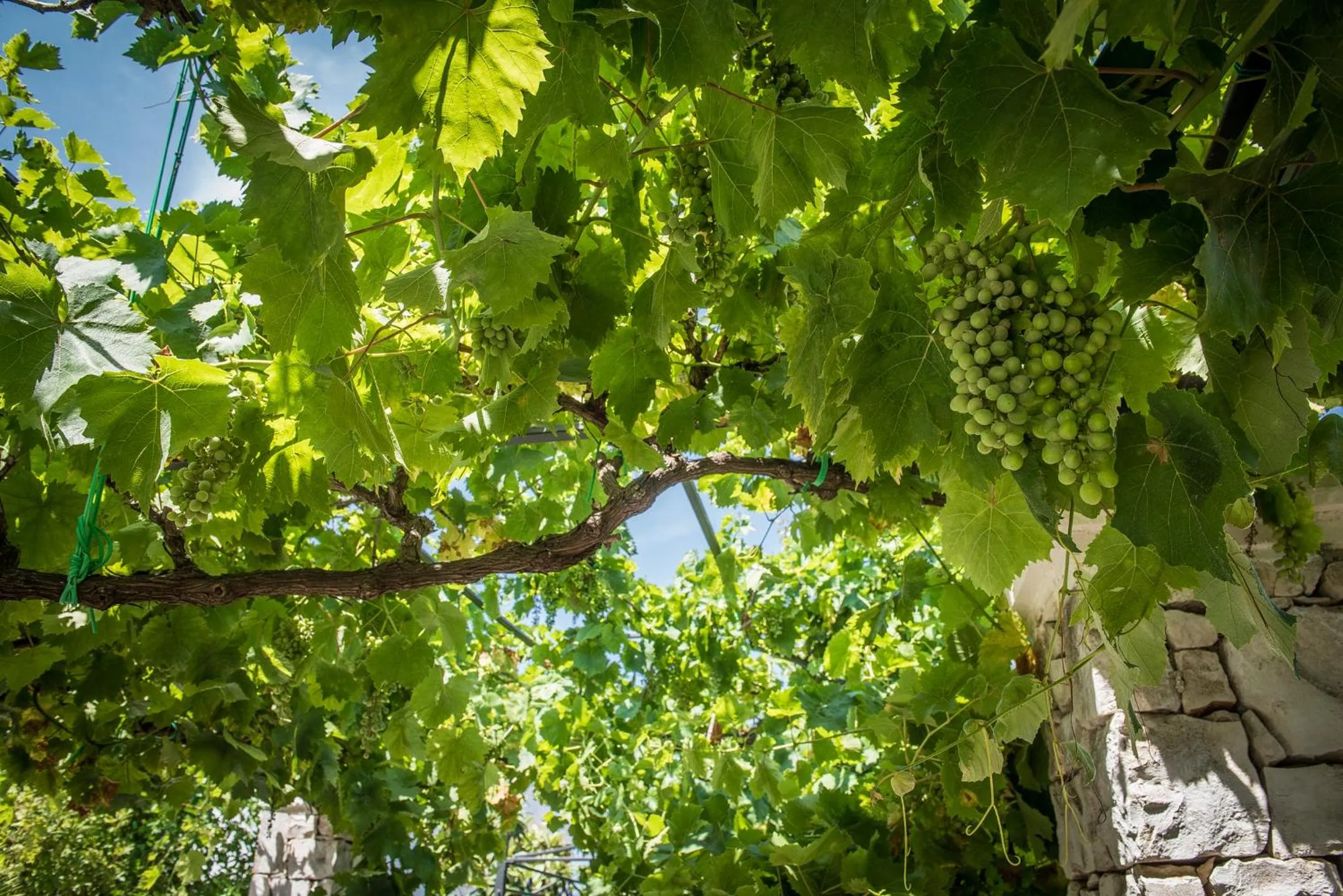 Garden in Agriturismo Salinola