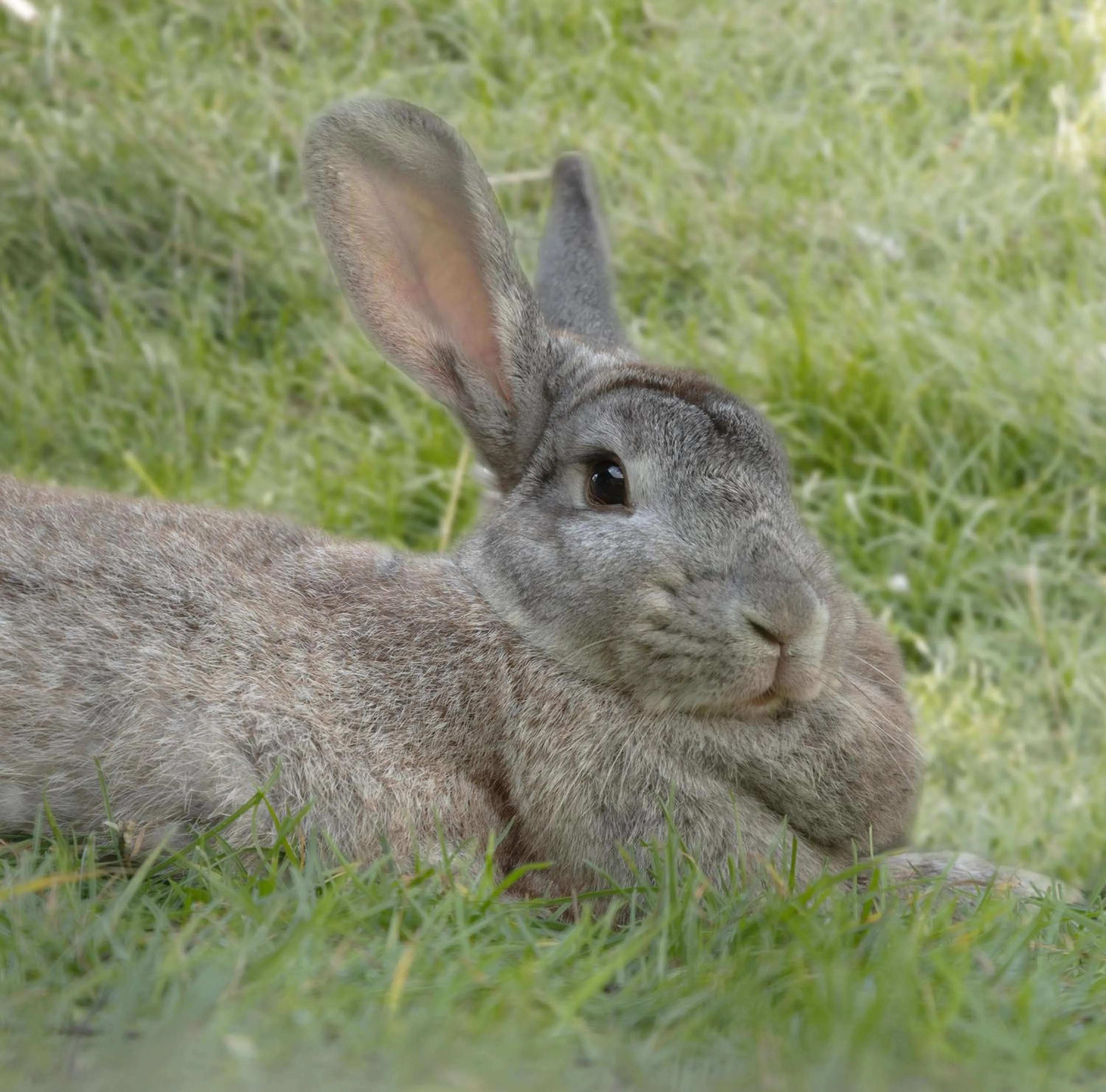 Animals in Skortskær Bondegårdsferie