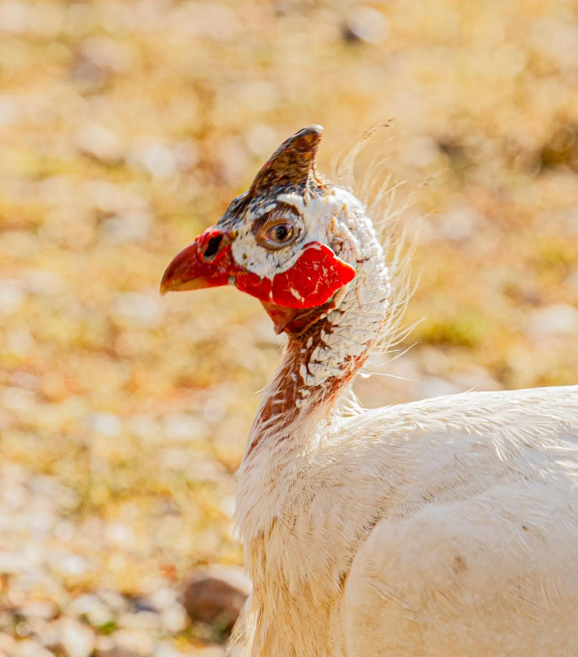 Animals in Skortskær Bondegårdsferie