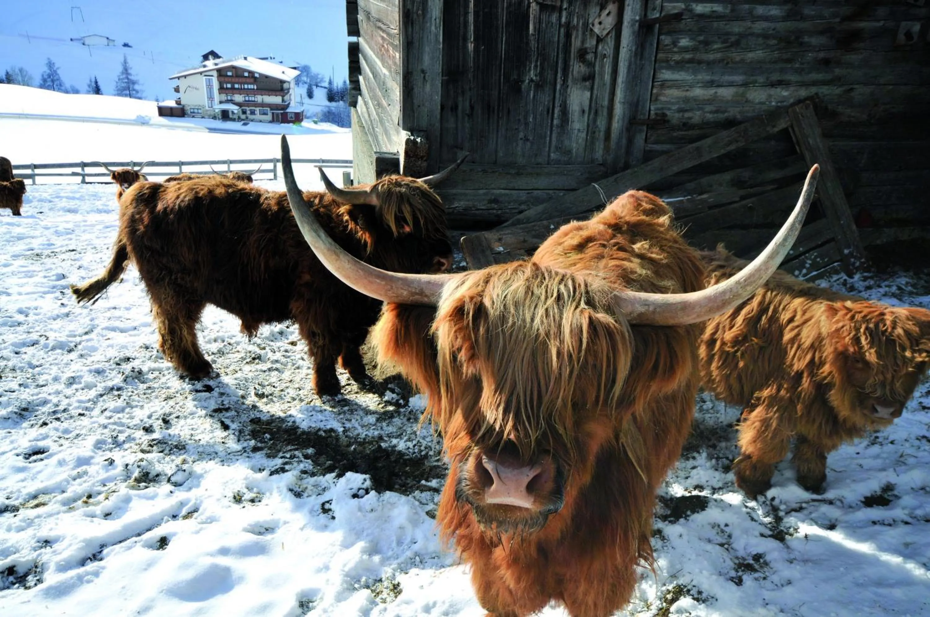 Animals in Aparthotel Garni Monte