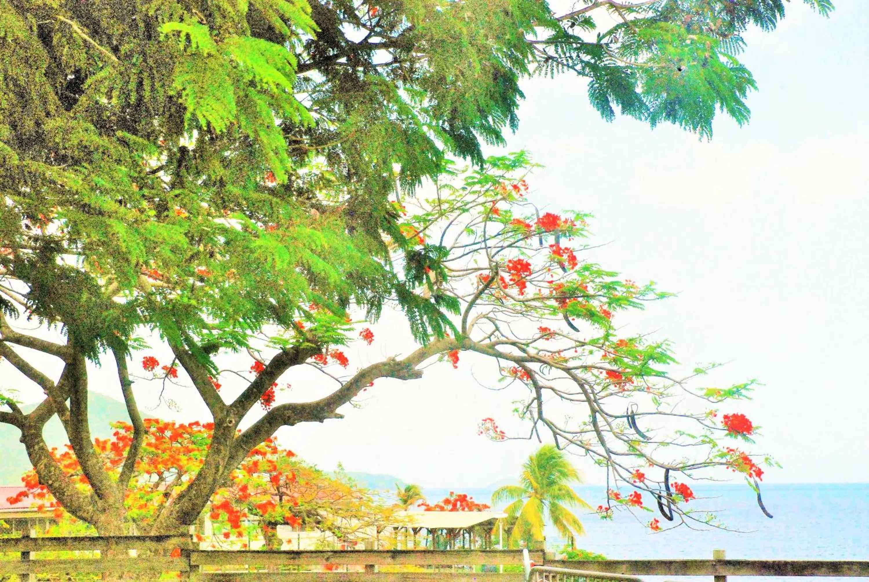 Location in Bungalow PAPAYE