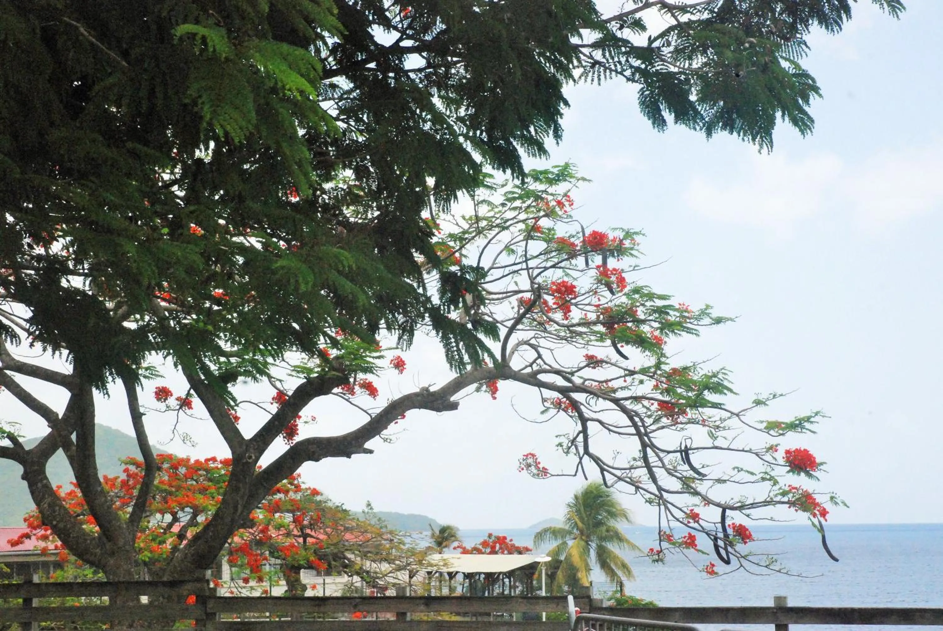 Location in Bungalow PAPAYE