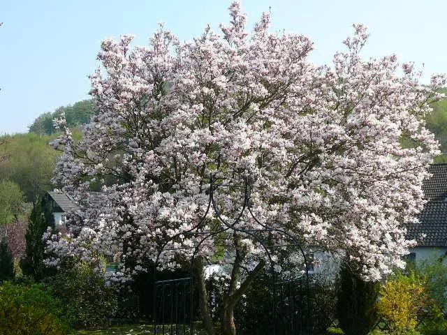 Spring in Haus Drei Tannen