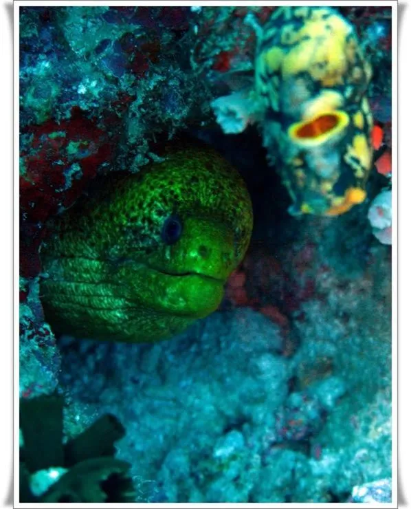 Anilao Scuba Dive Center (ASDC)