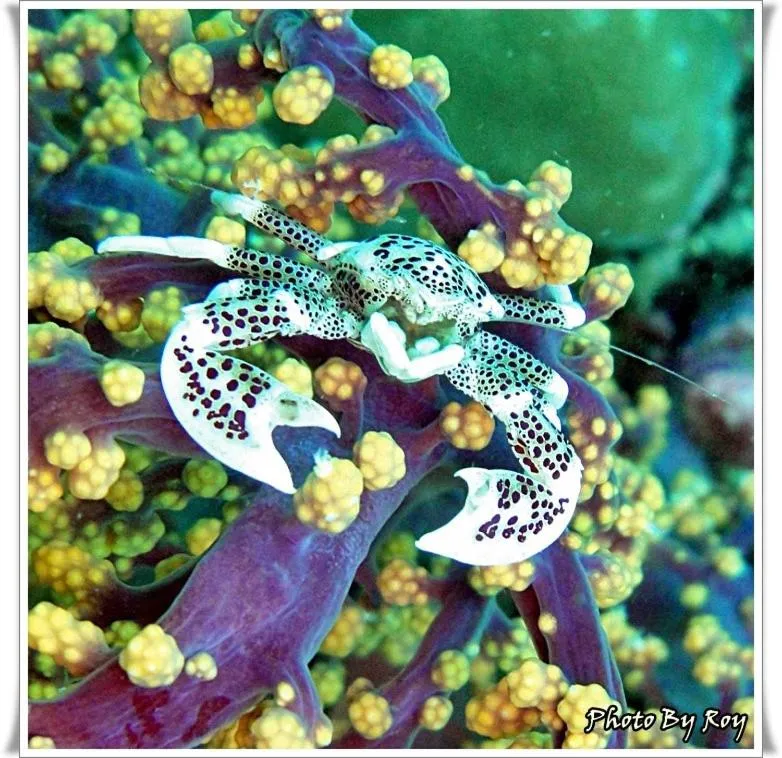 Anilao Scuba Dive Center (ASDC)