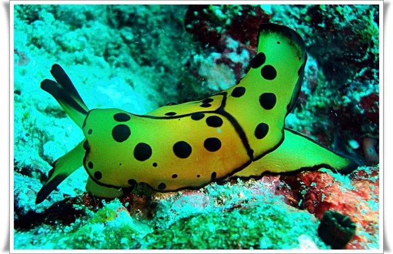 Anilao Scuba Dive Center (ASDC)