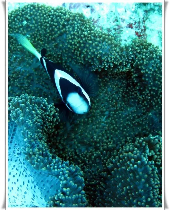 Anilao Scuba Dive Center (ASDC)