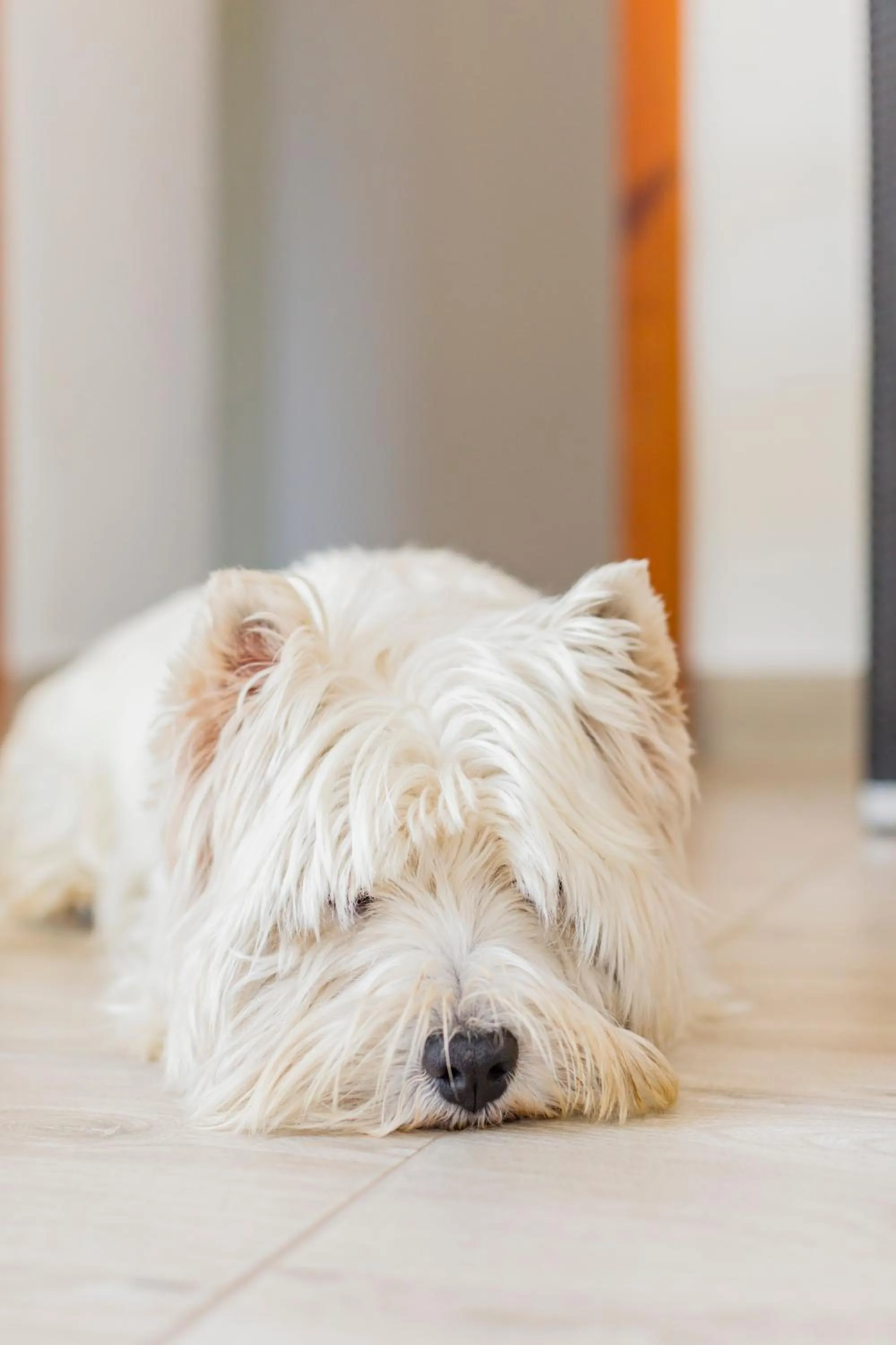 Pets in Villa Brigida