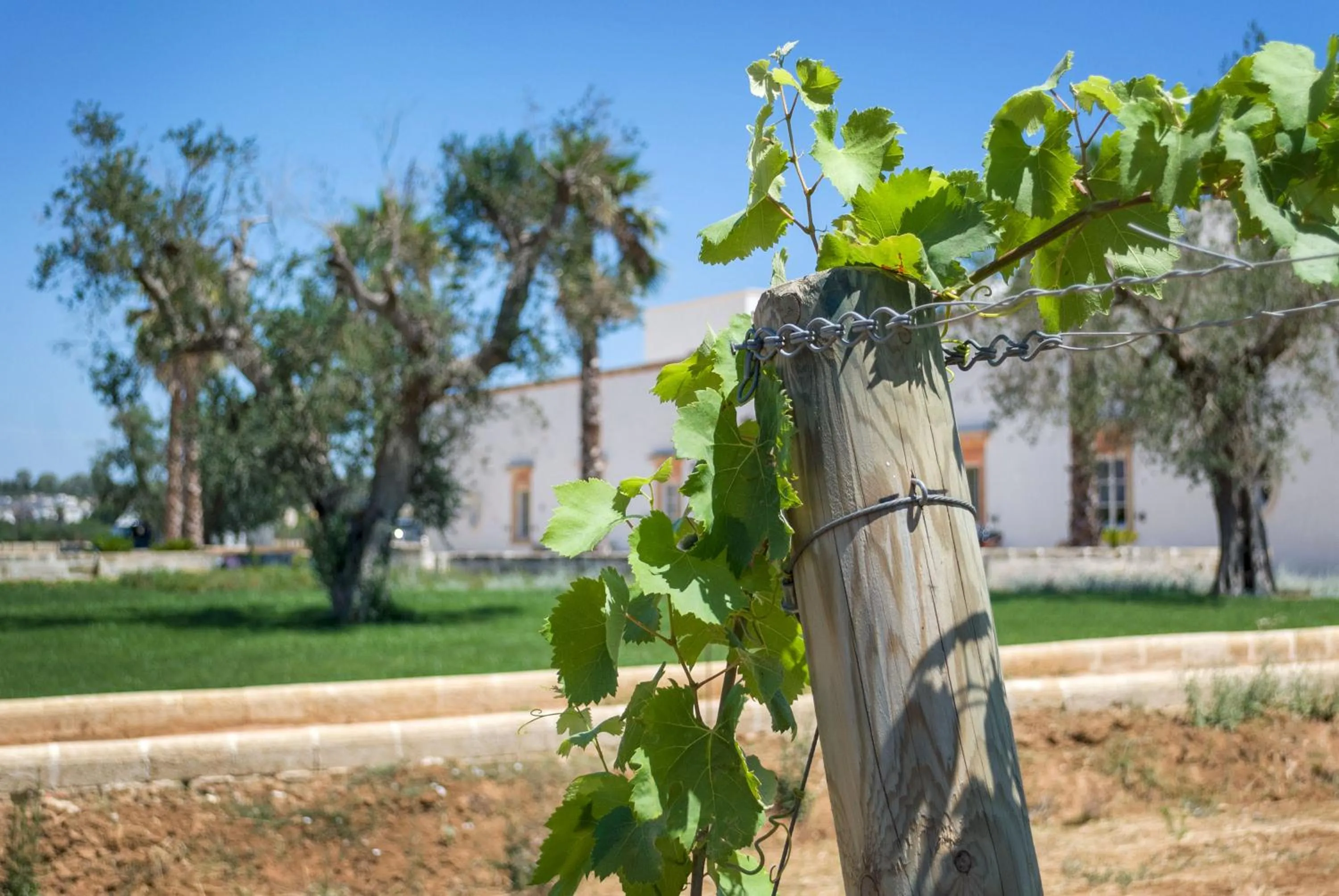Garden in Tenuta Mosè Charming House&Relais Gallipoli
