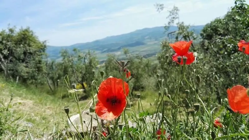 Garden in Colombaio In Colle