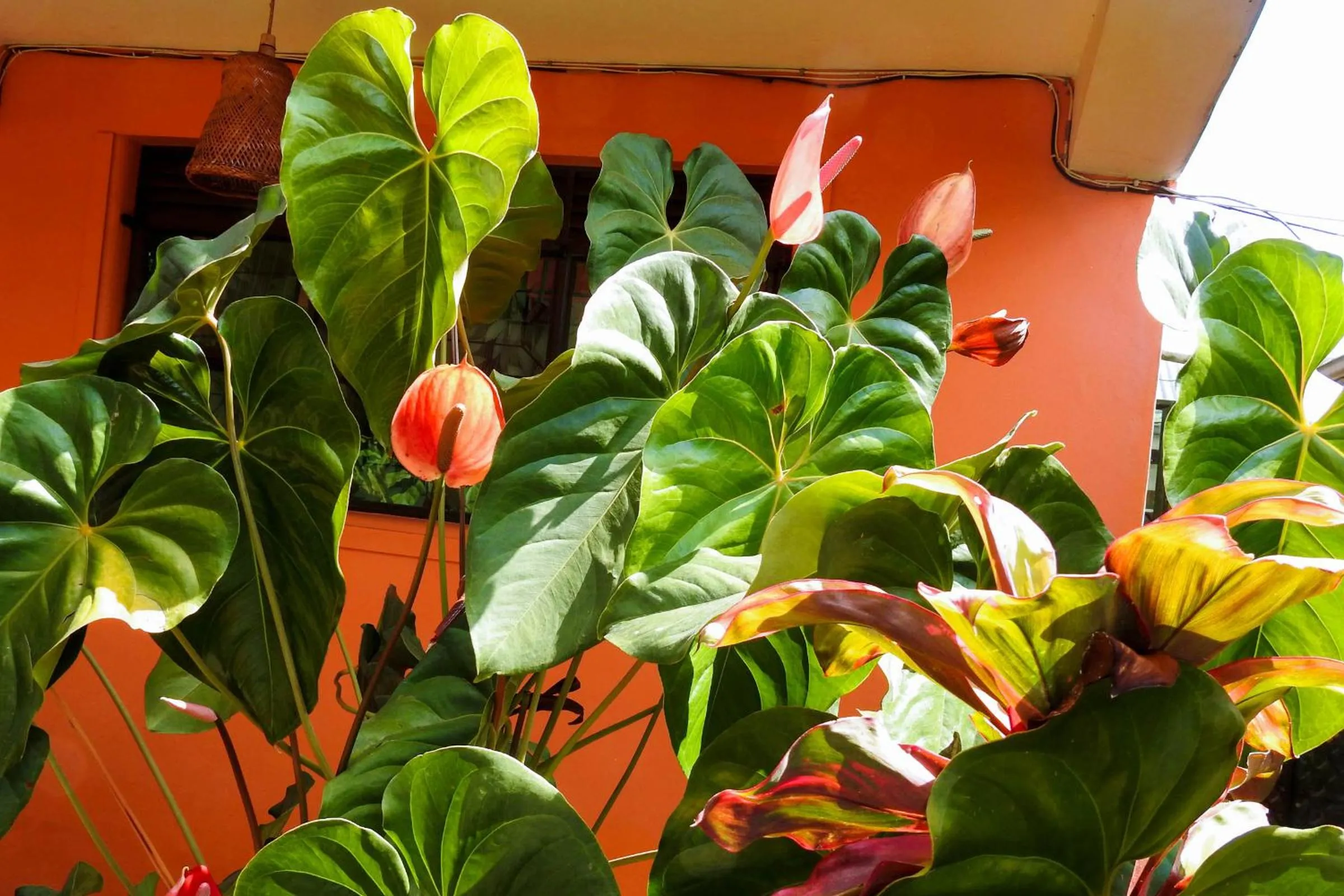 Garden view in Westend Motel