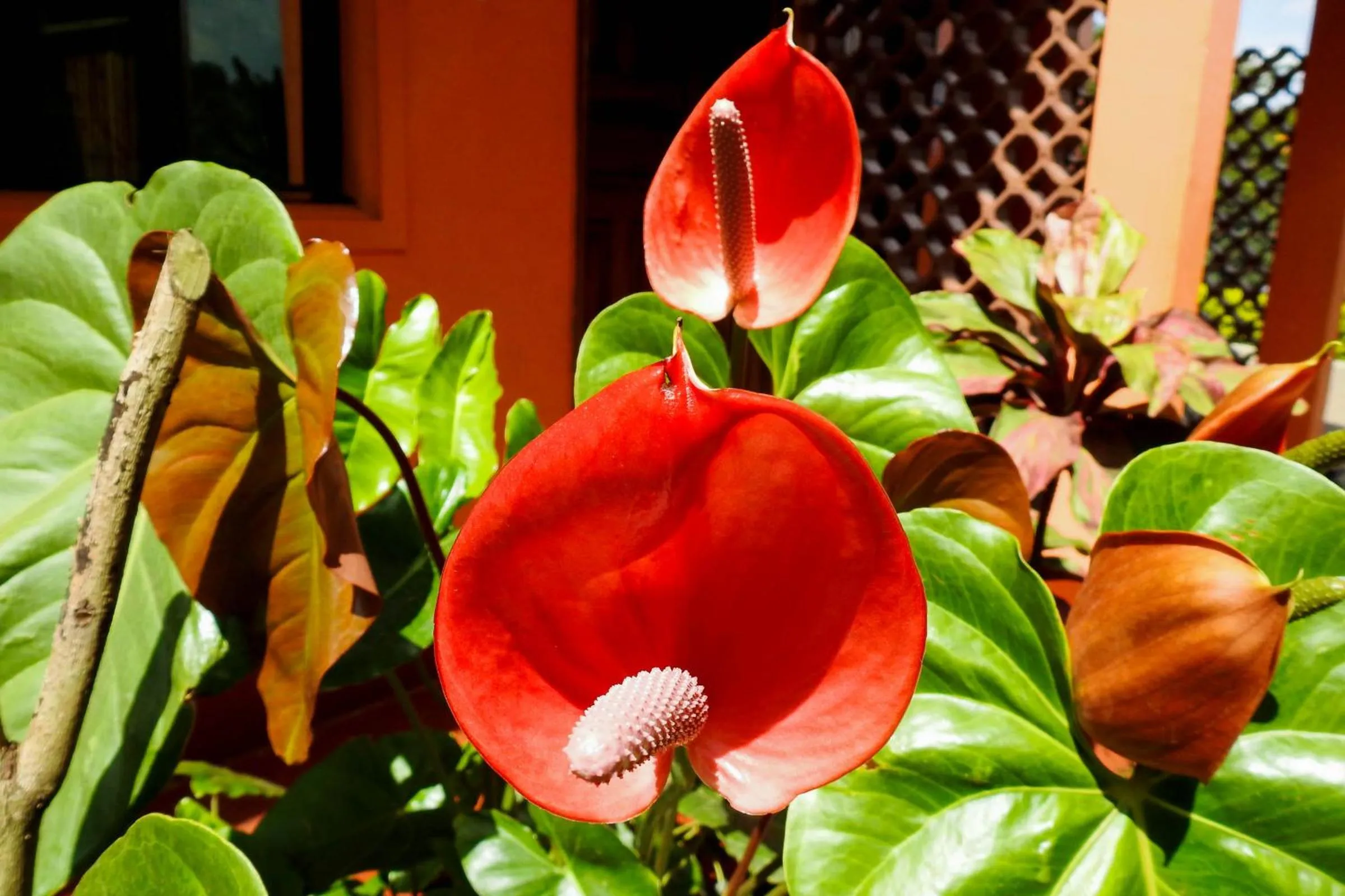 Garden view in Westend Motel