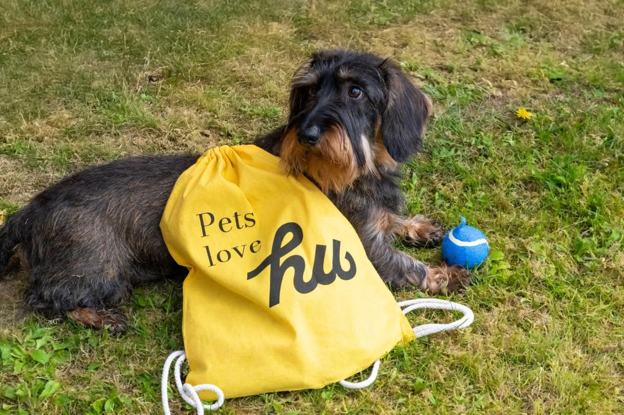 Pets in hu Norcenni Girasole village