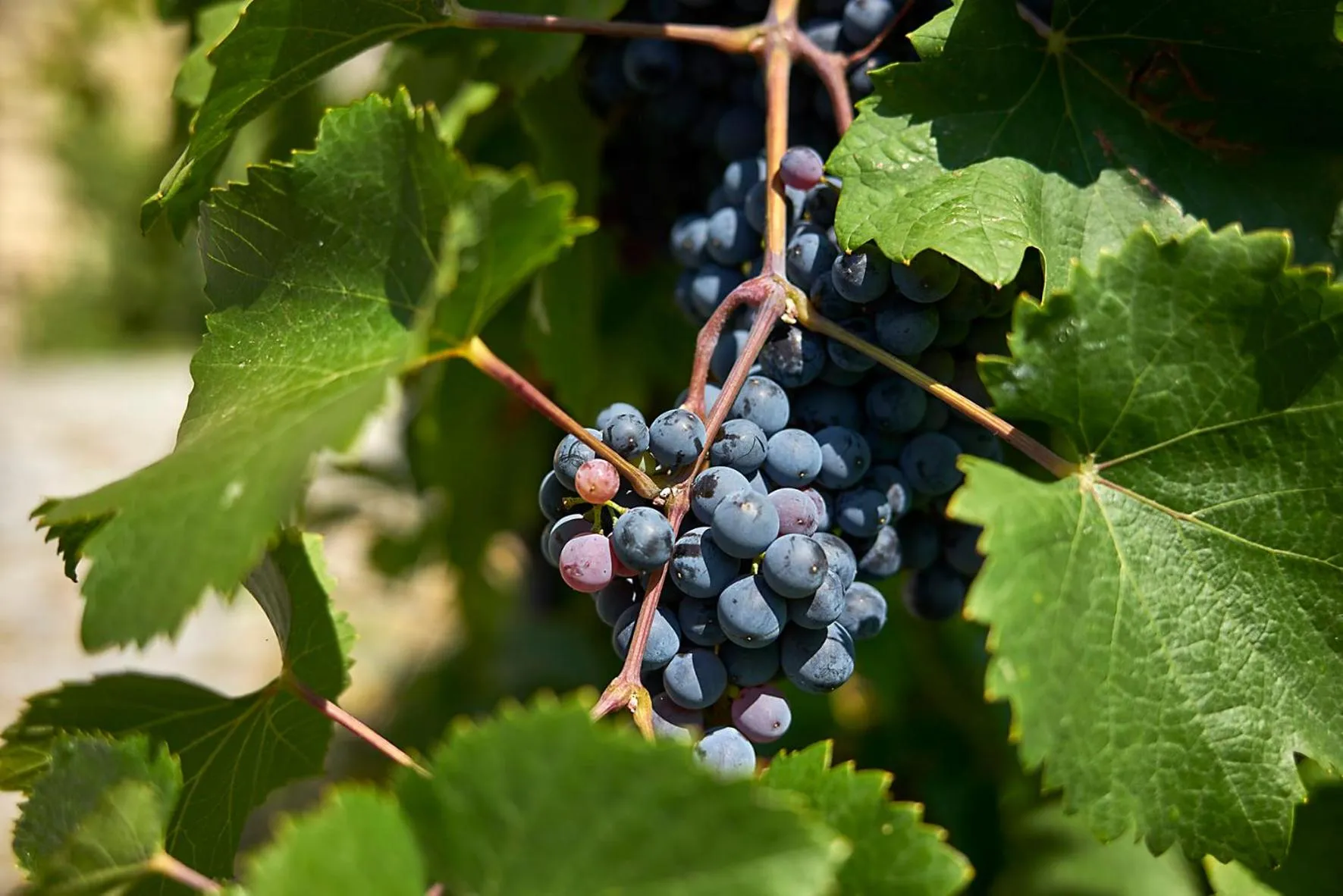 Other in Hotel La Romantica