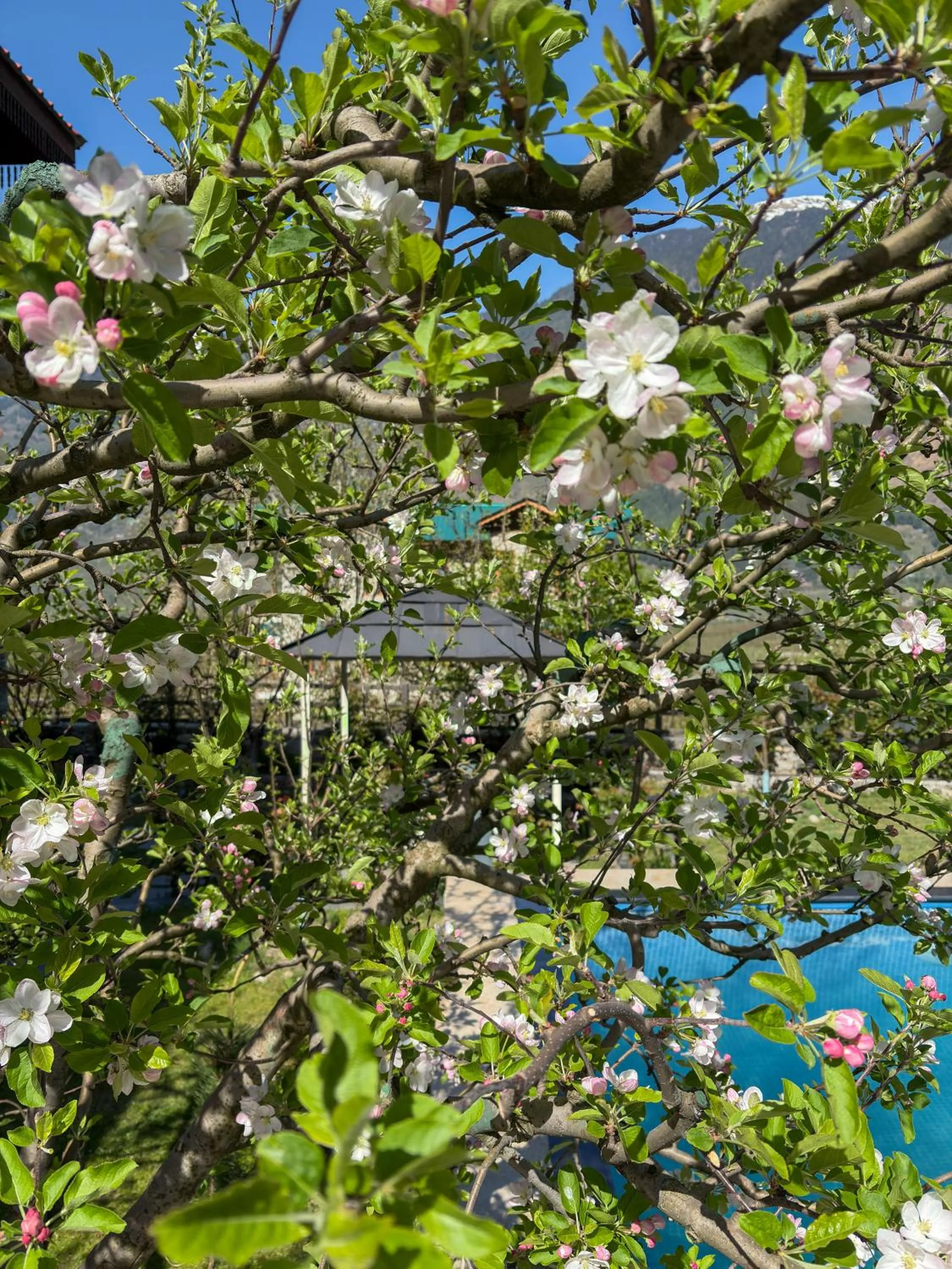 Spring in Shivadya - A Luxury Boutique Experience