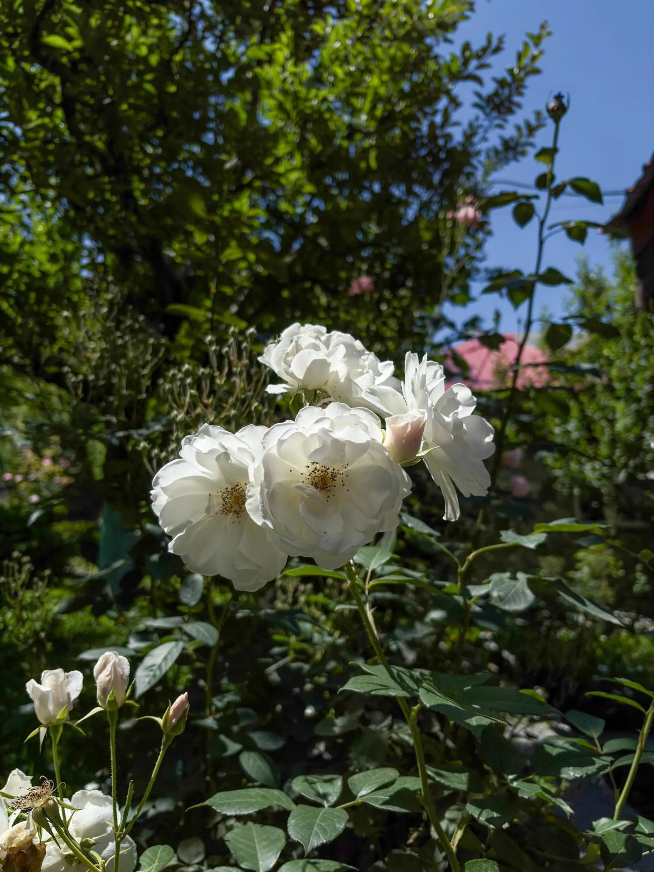 Spring in Shivadya - A Luxury Boutique Experience