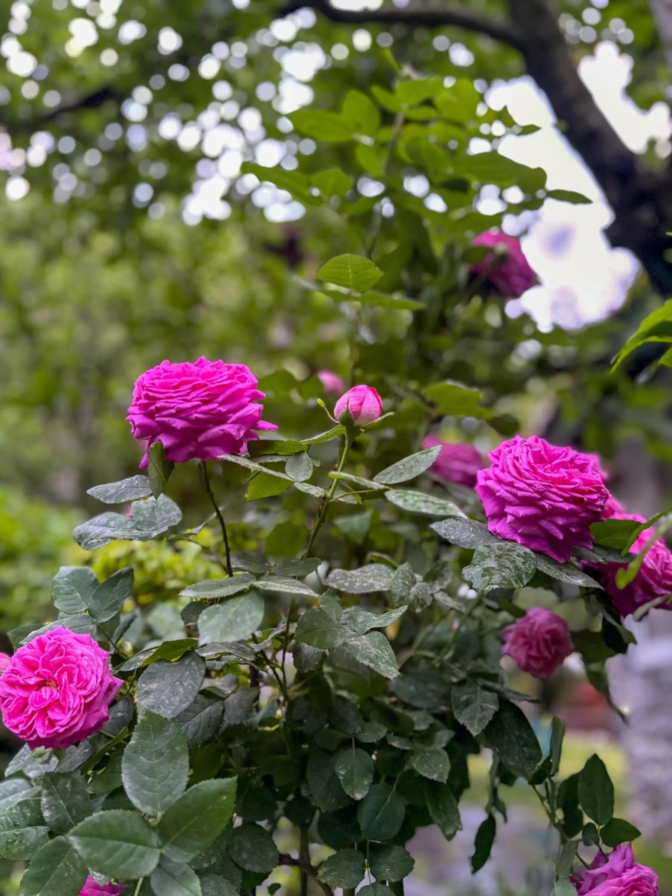 Spring in Shivadya - A Luxury Boutique Experience