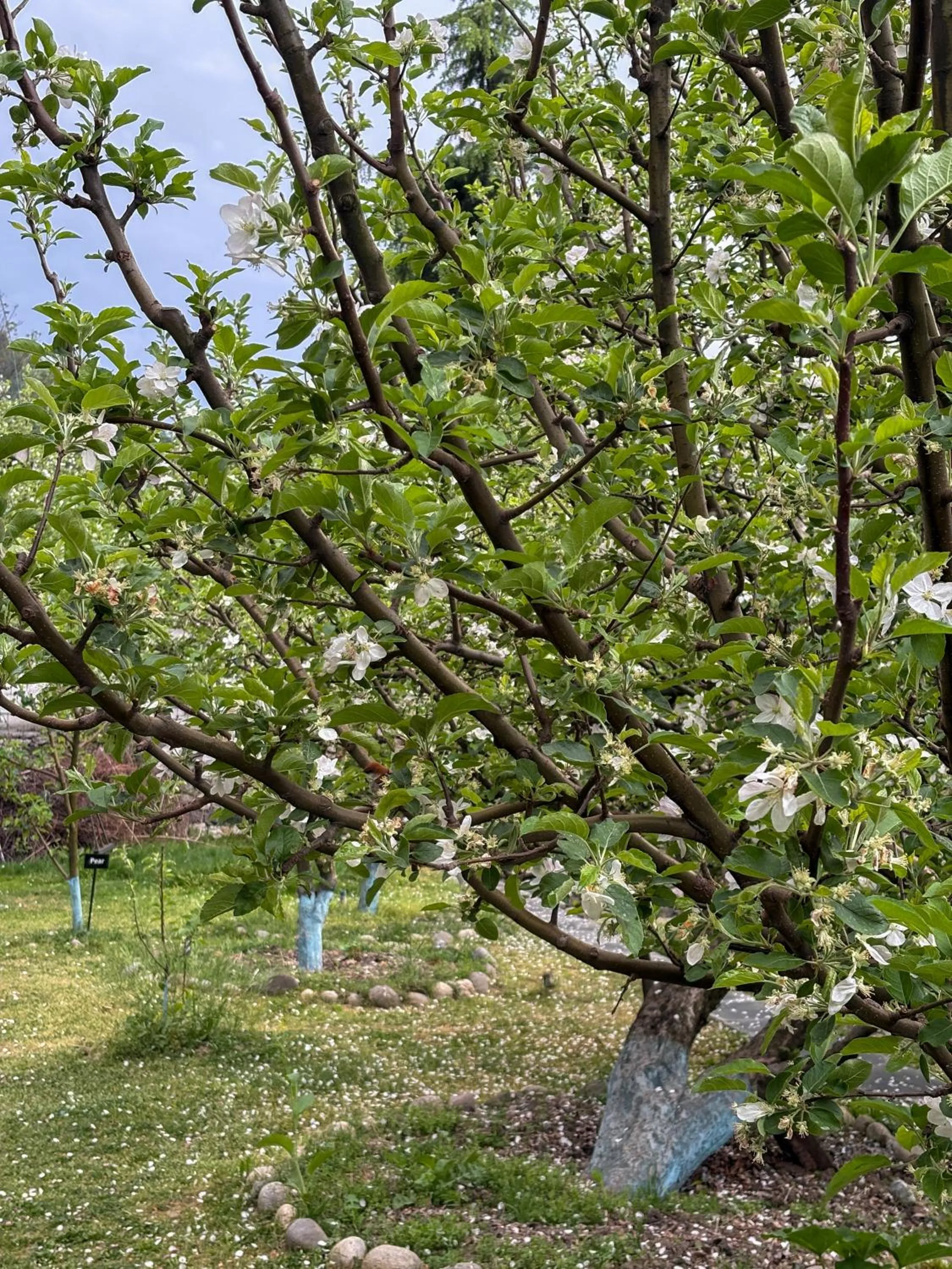 Spring in Shivadya - A Luxury Boutique Experience