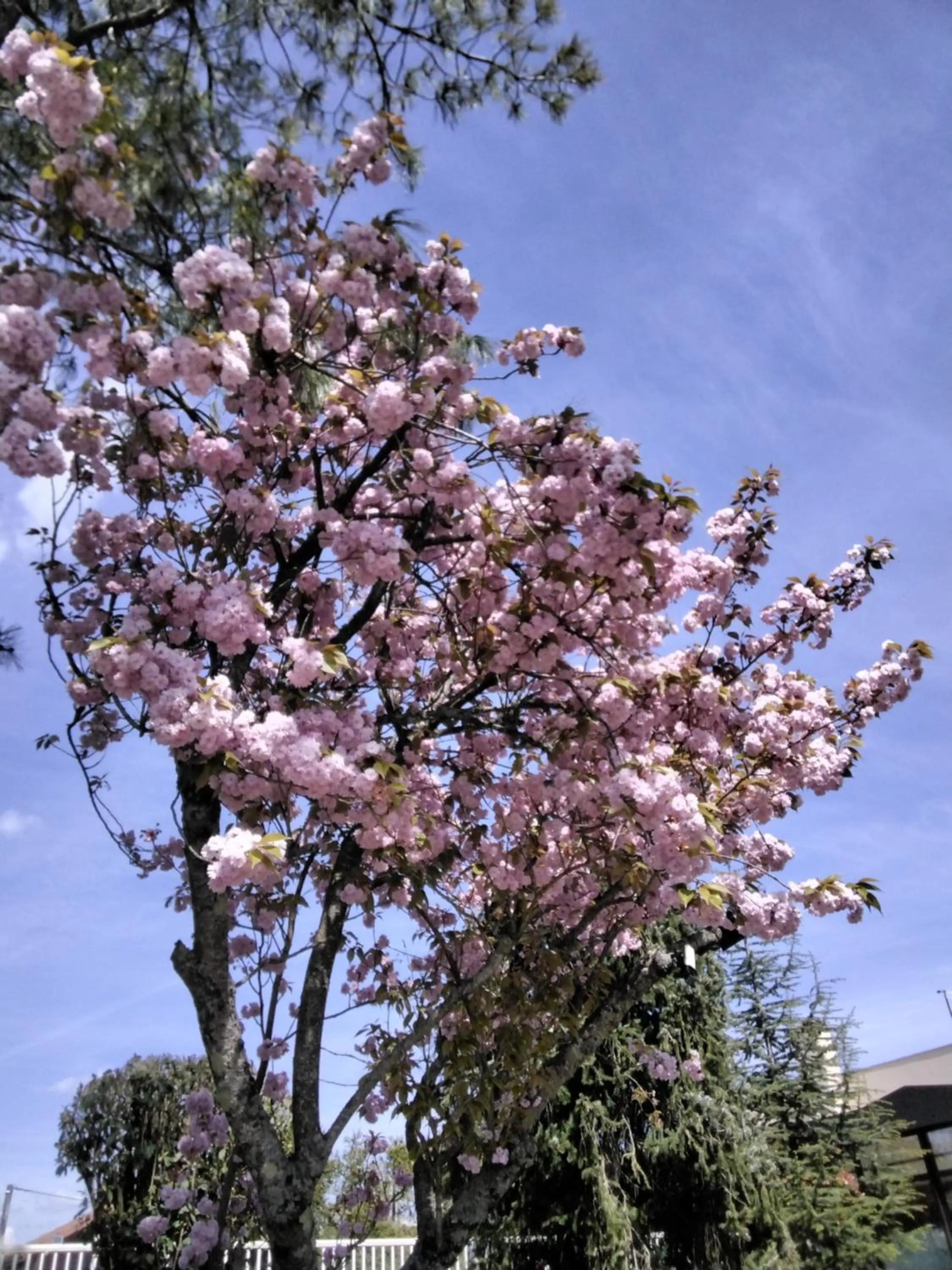Garden in Brit Hotel Dak Hotel