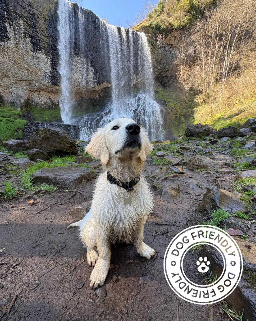 Pets in Cit'hôtel Le Chris'tel hôtel et restaurant