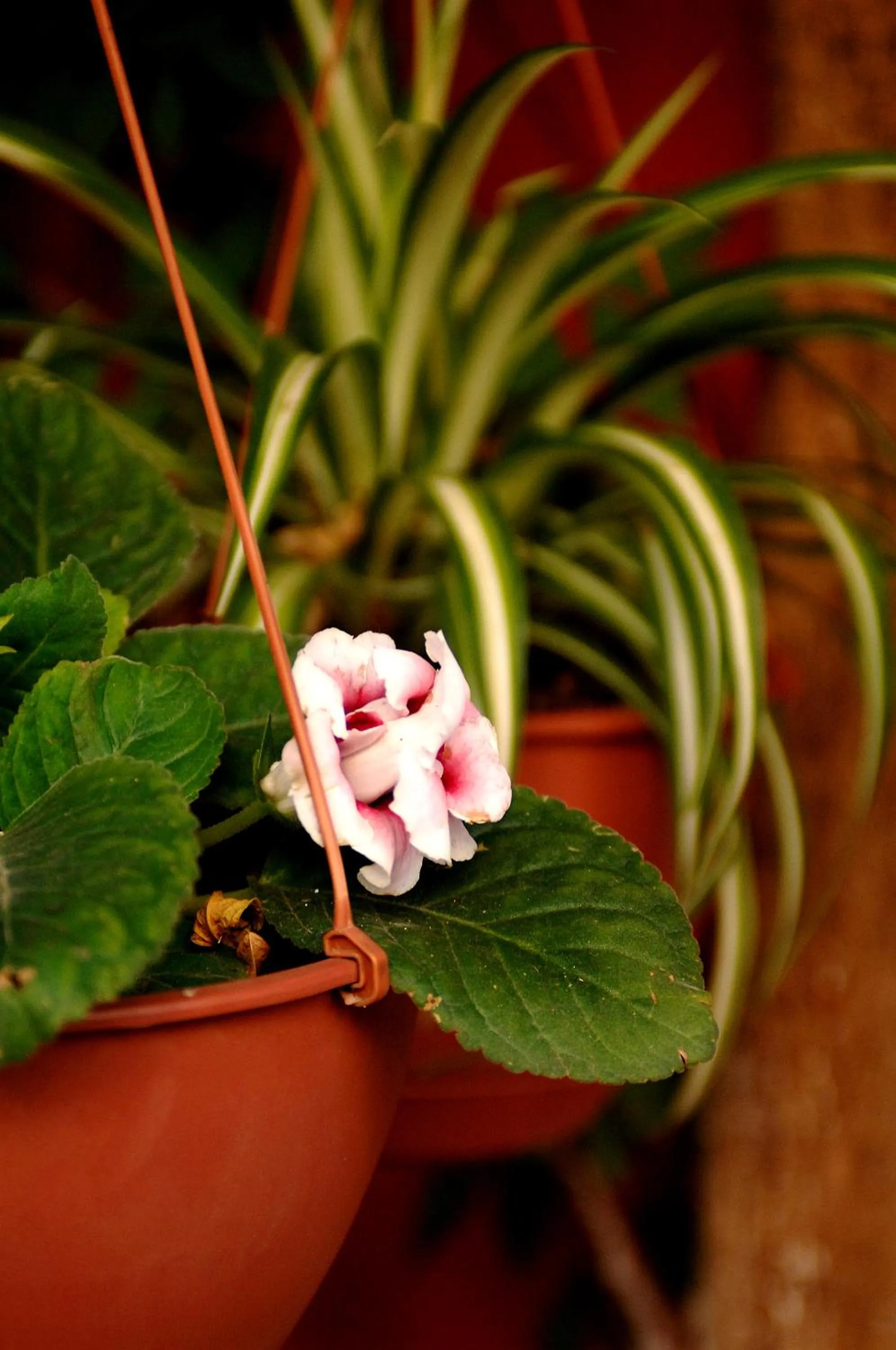 Decorative detail in Şebnem Hotel