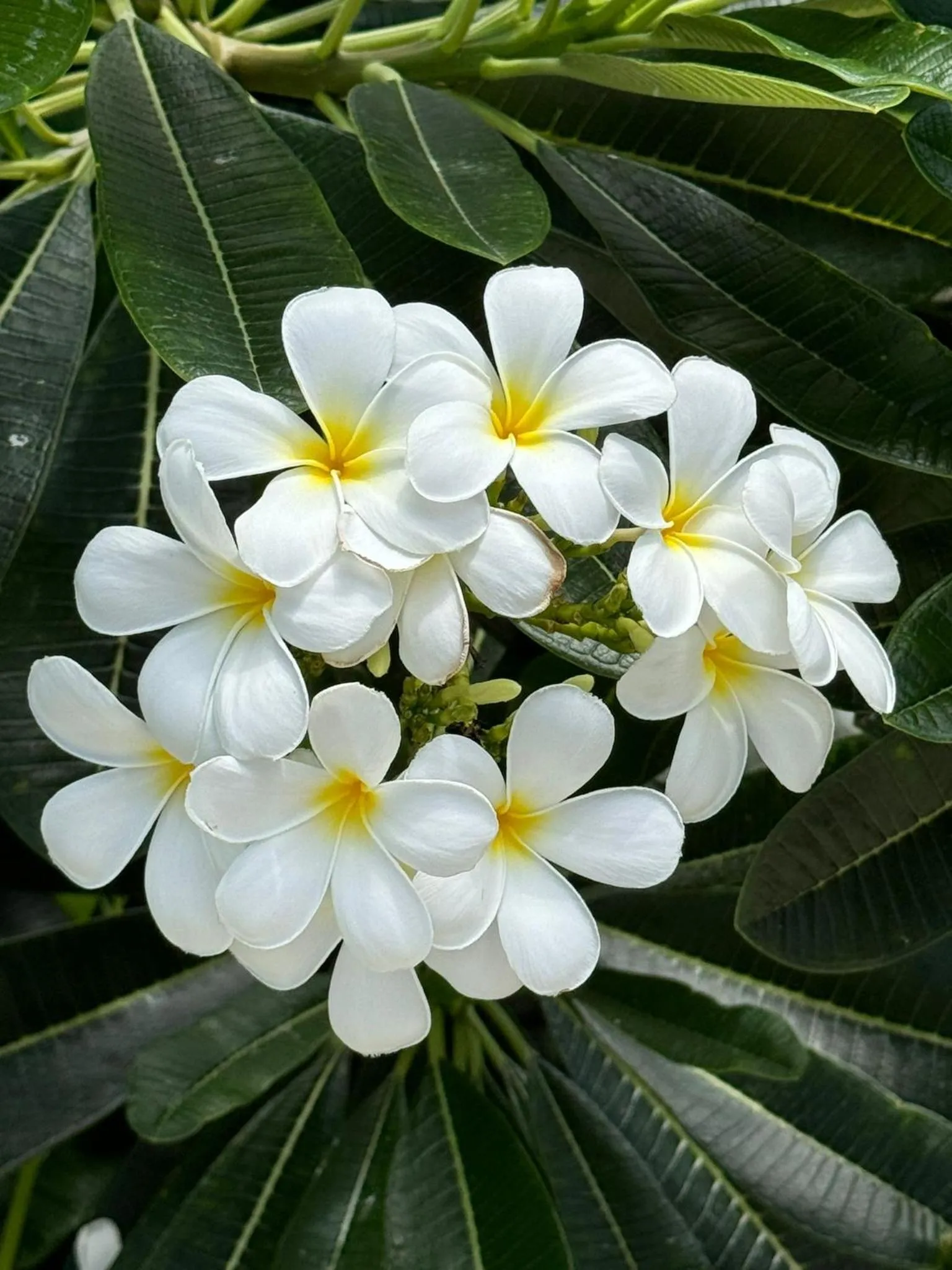 Garden in Les Ilets De La Plage