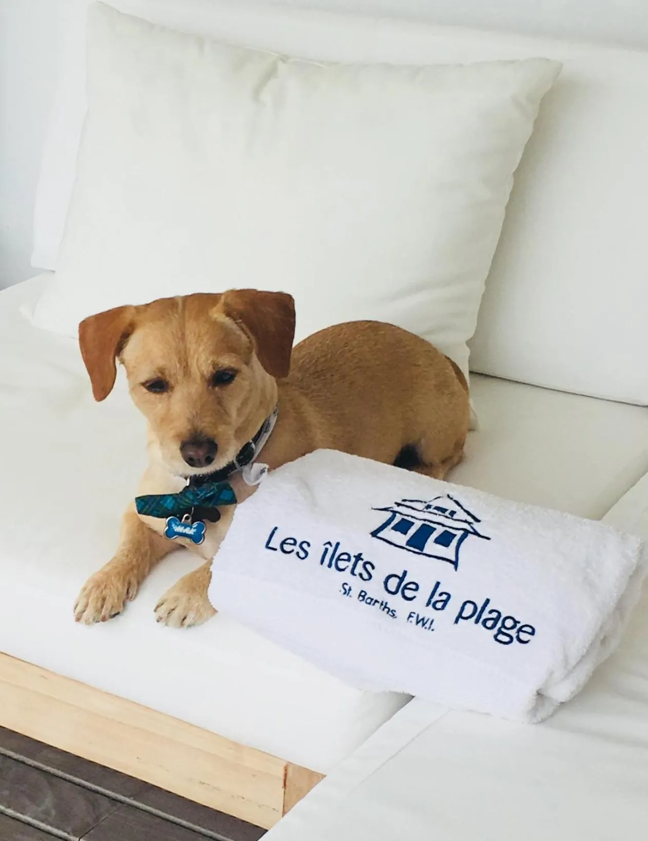 Pets in Les Ilets De La Plage