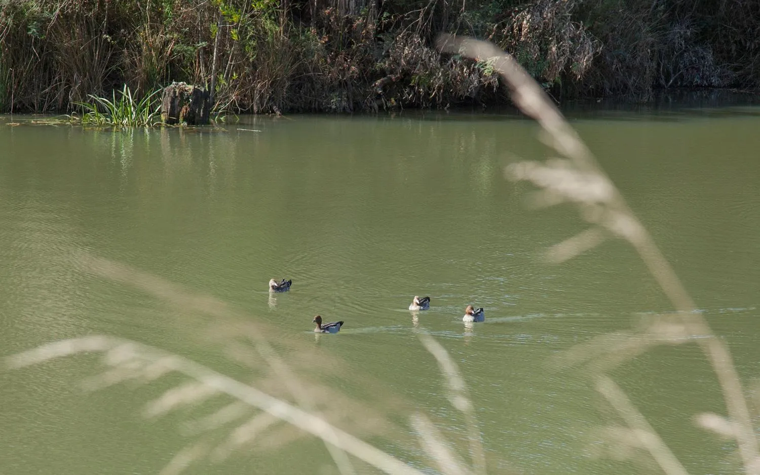 Property building in Saladin Lodge