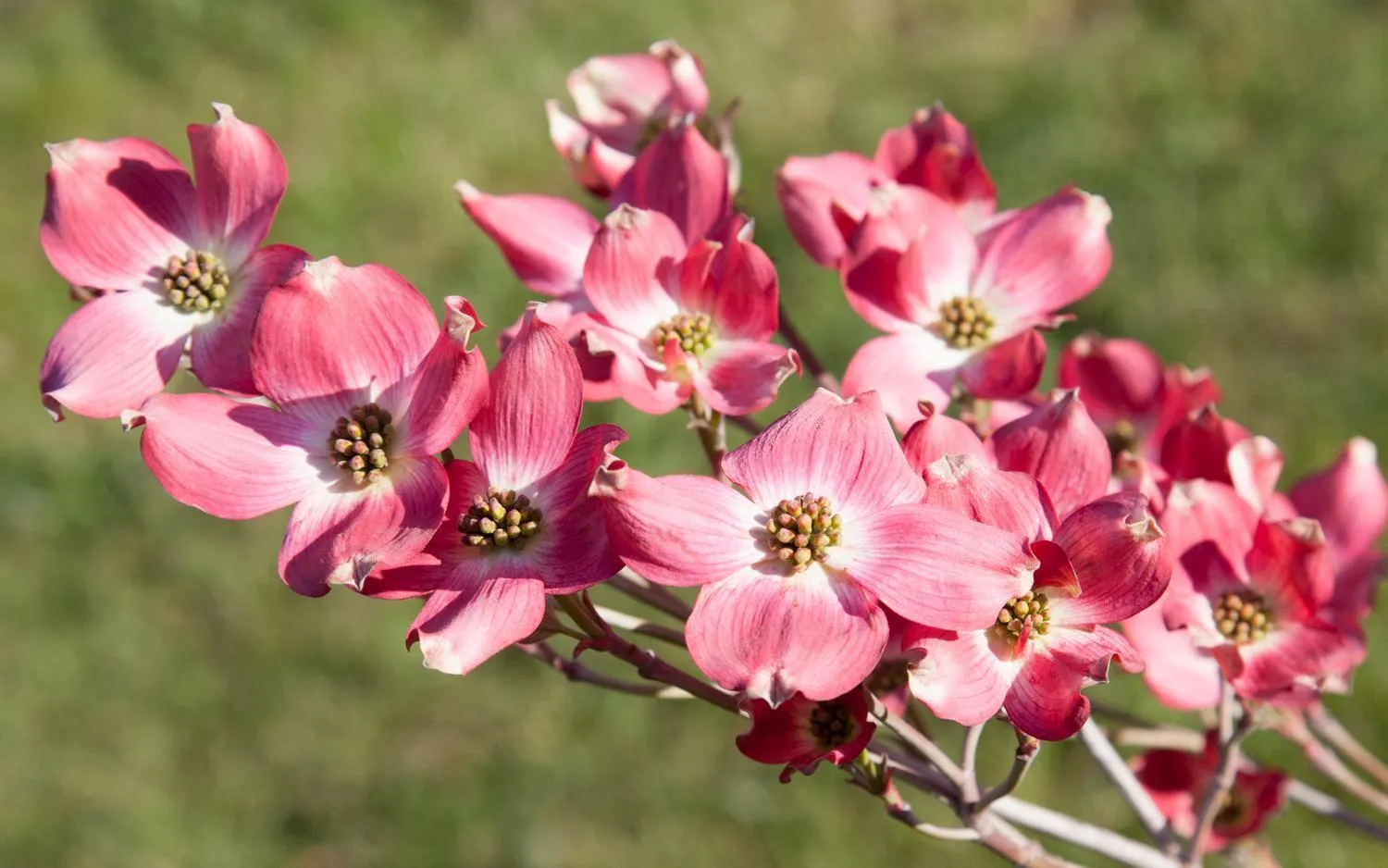 Property building in Saladin Lodge
