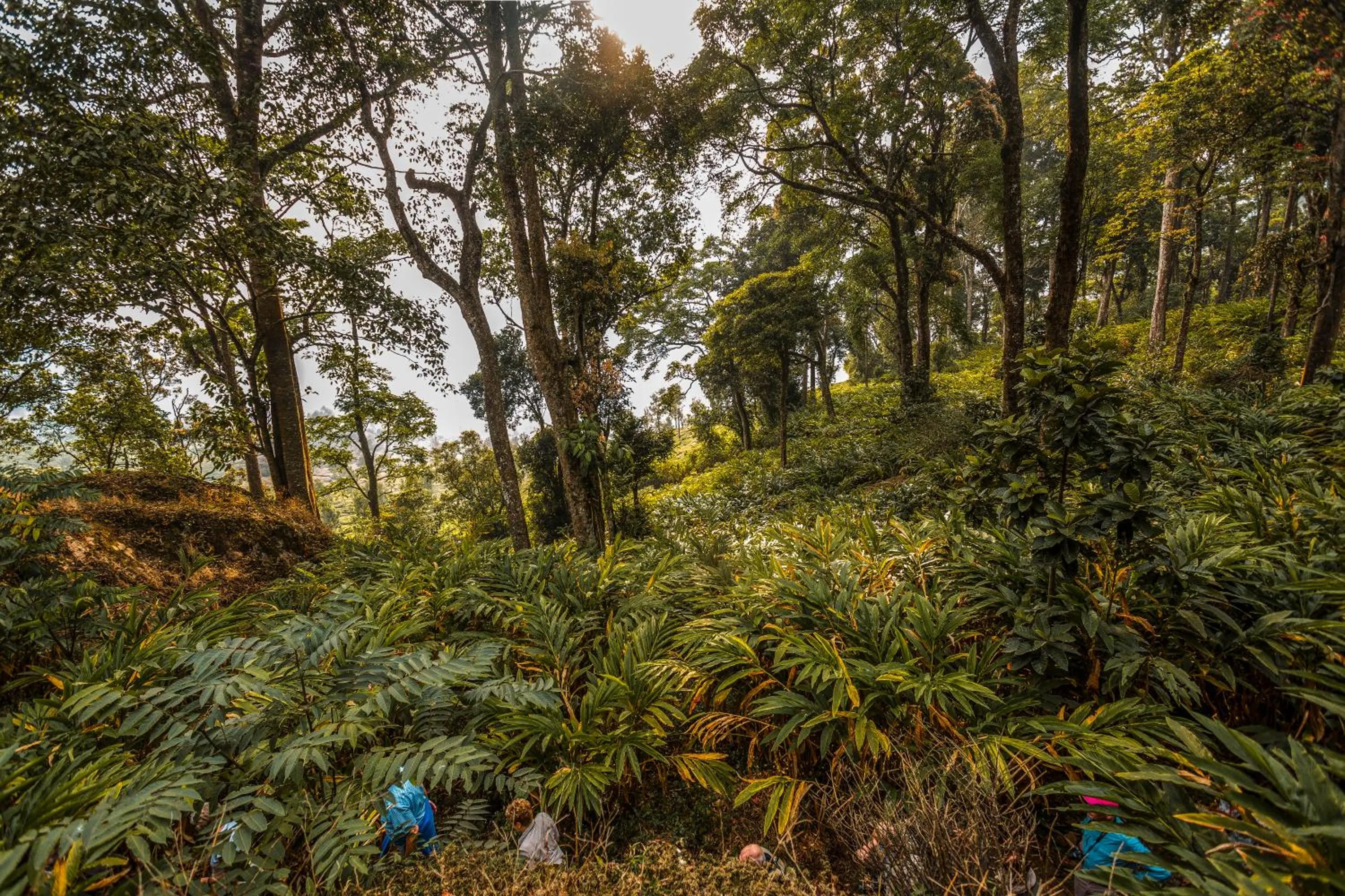 Natural landscape in Windermere Estate