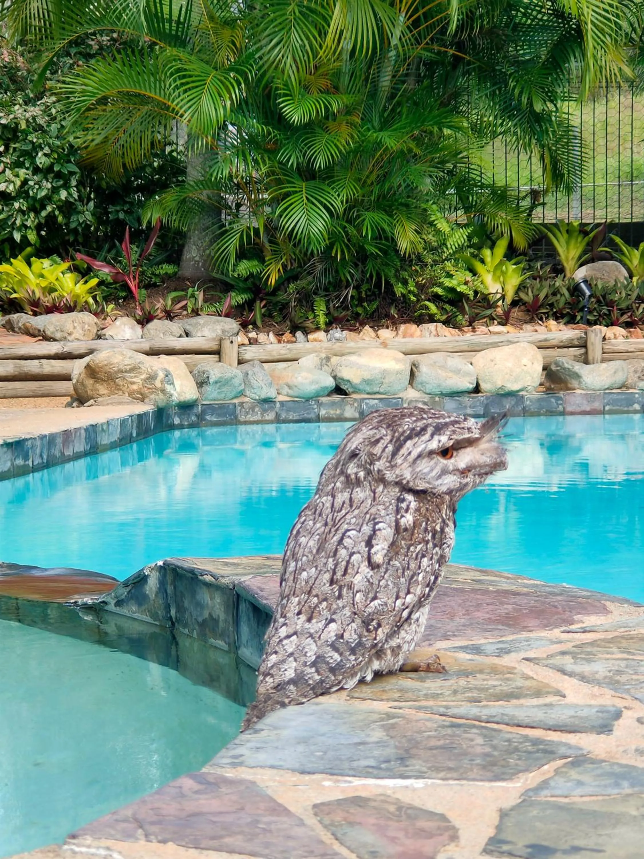 Pool view in Gumnut Glen Cabins