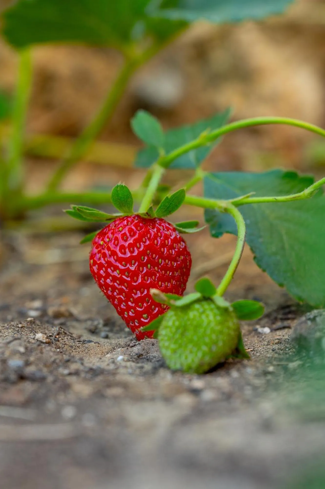 Chiostro Delle Monache Hostel Volterra