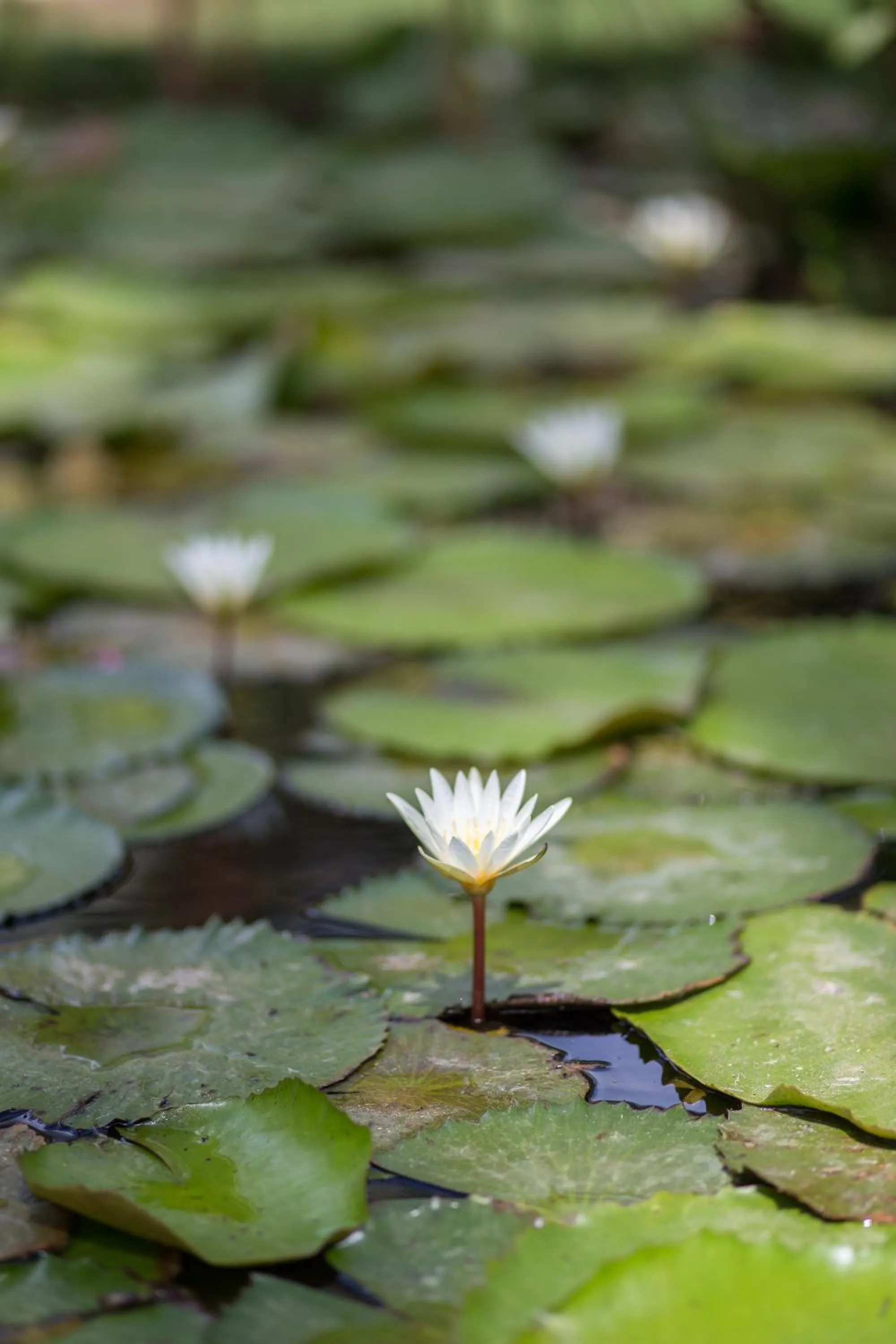Spa and wellness centre/facilities in Hotel Alisei